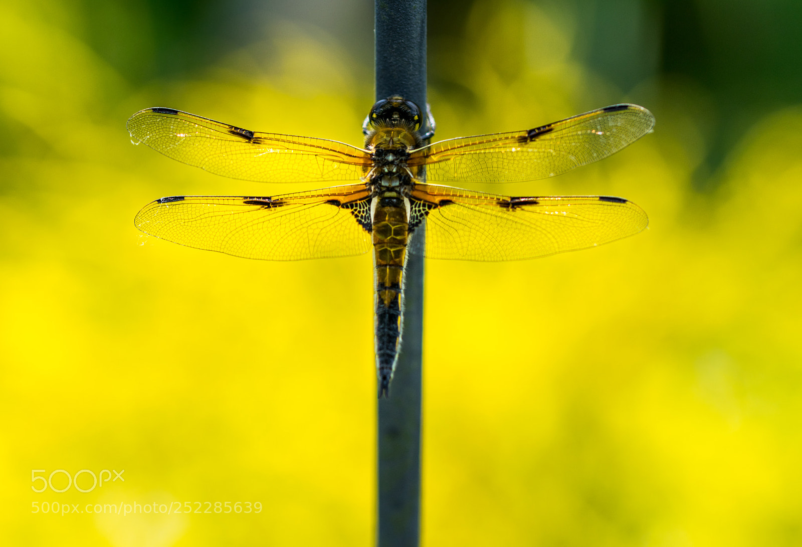 Nikon D5300 sample photo. Dragon-fly photography