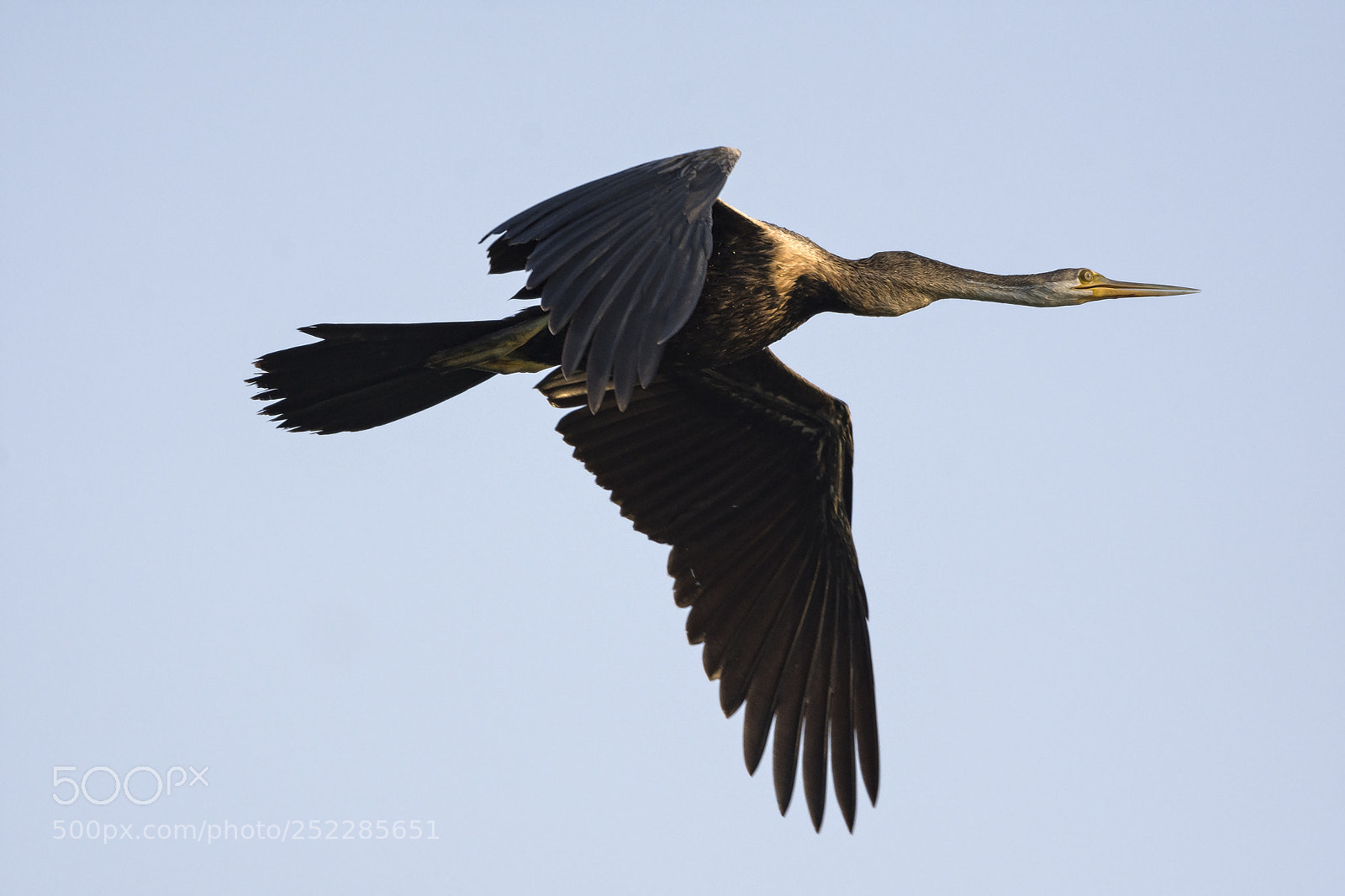 Nikon D7200 sample photo. Darter or snakebird anhingidae photography