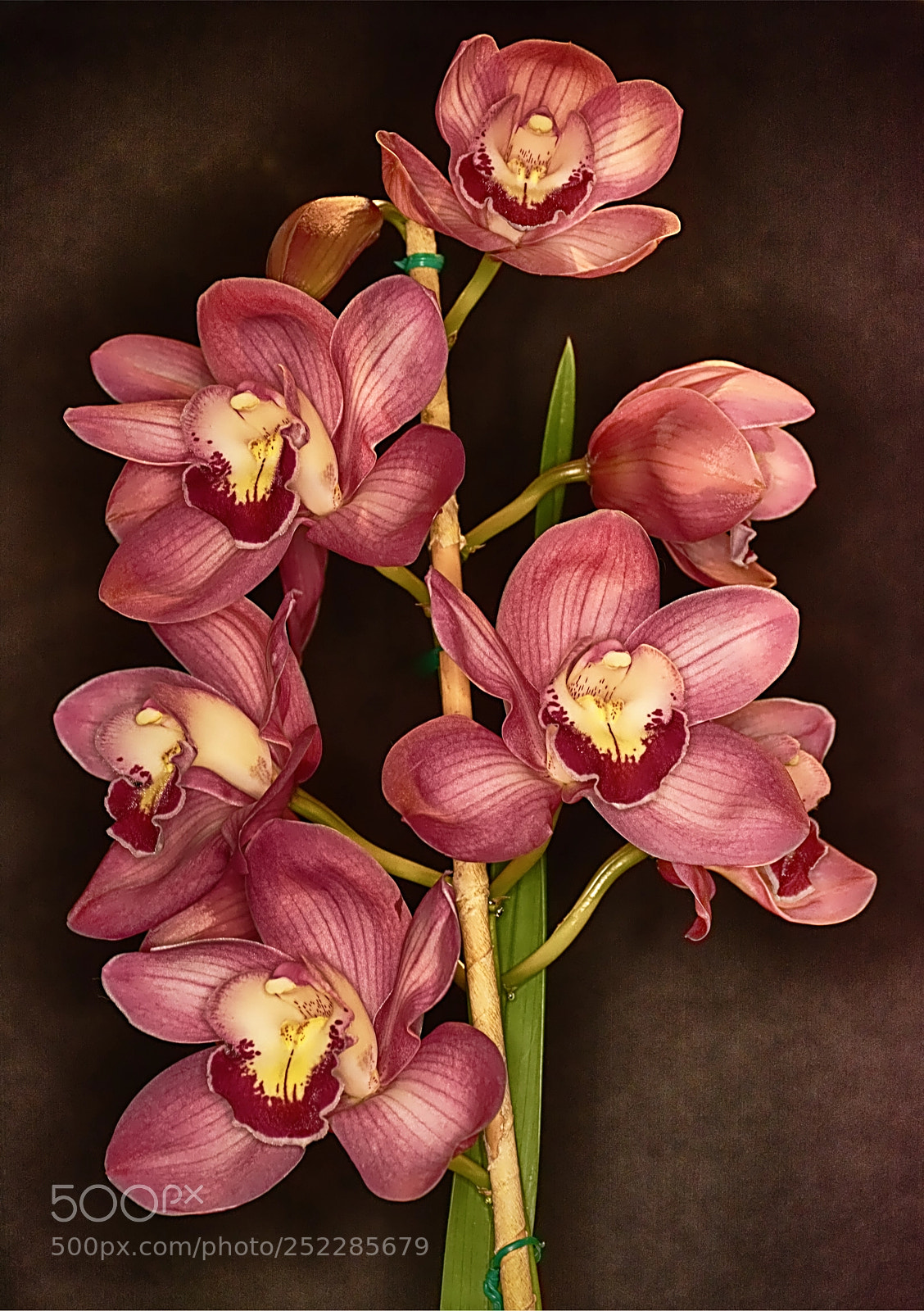 Nikon D7100 sample photo. Orchids photography