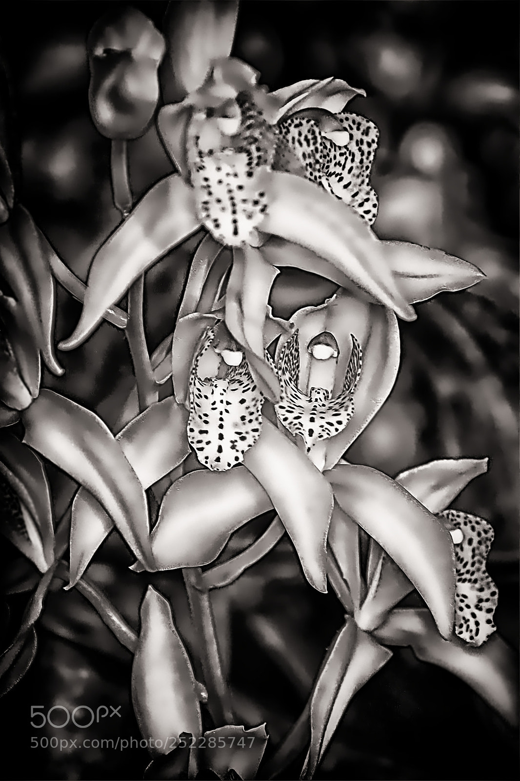 Nikon D7100 sample photo. Orchids photography
