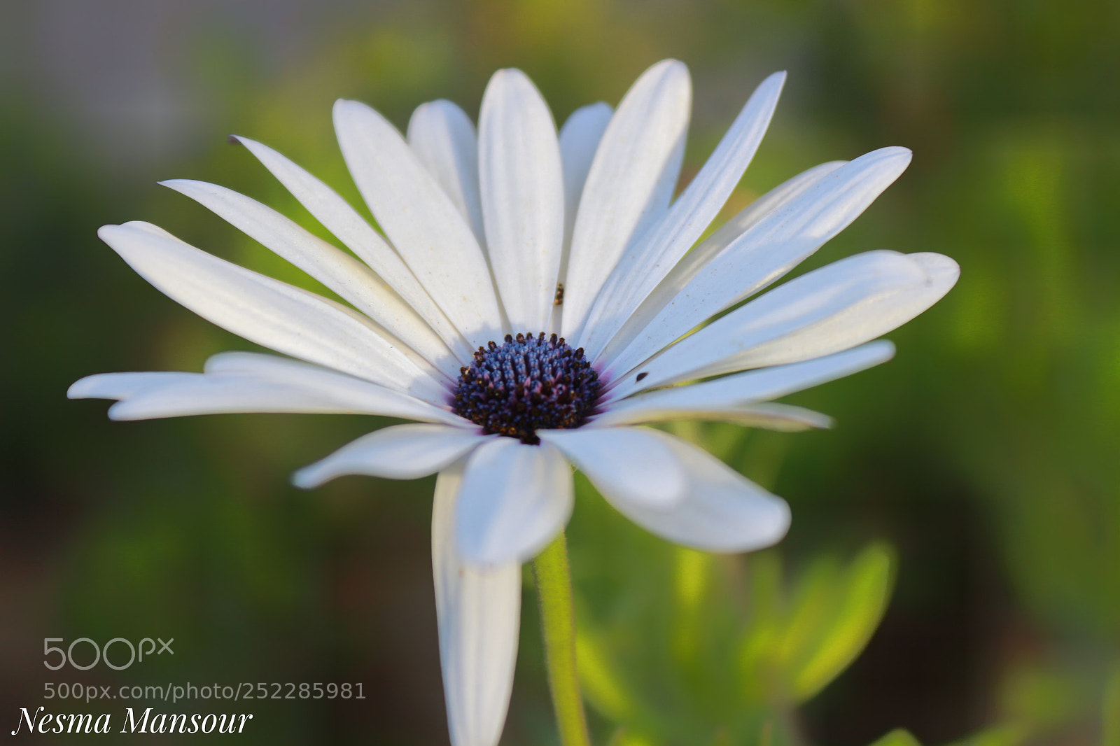 Canon EOS 700D (EOS Rebel T5i / EOS Kiss X7i) sample photo. Untitled photography