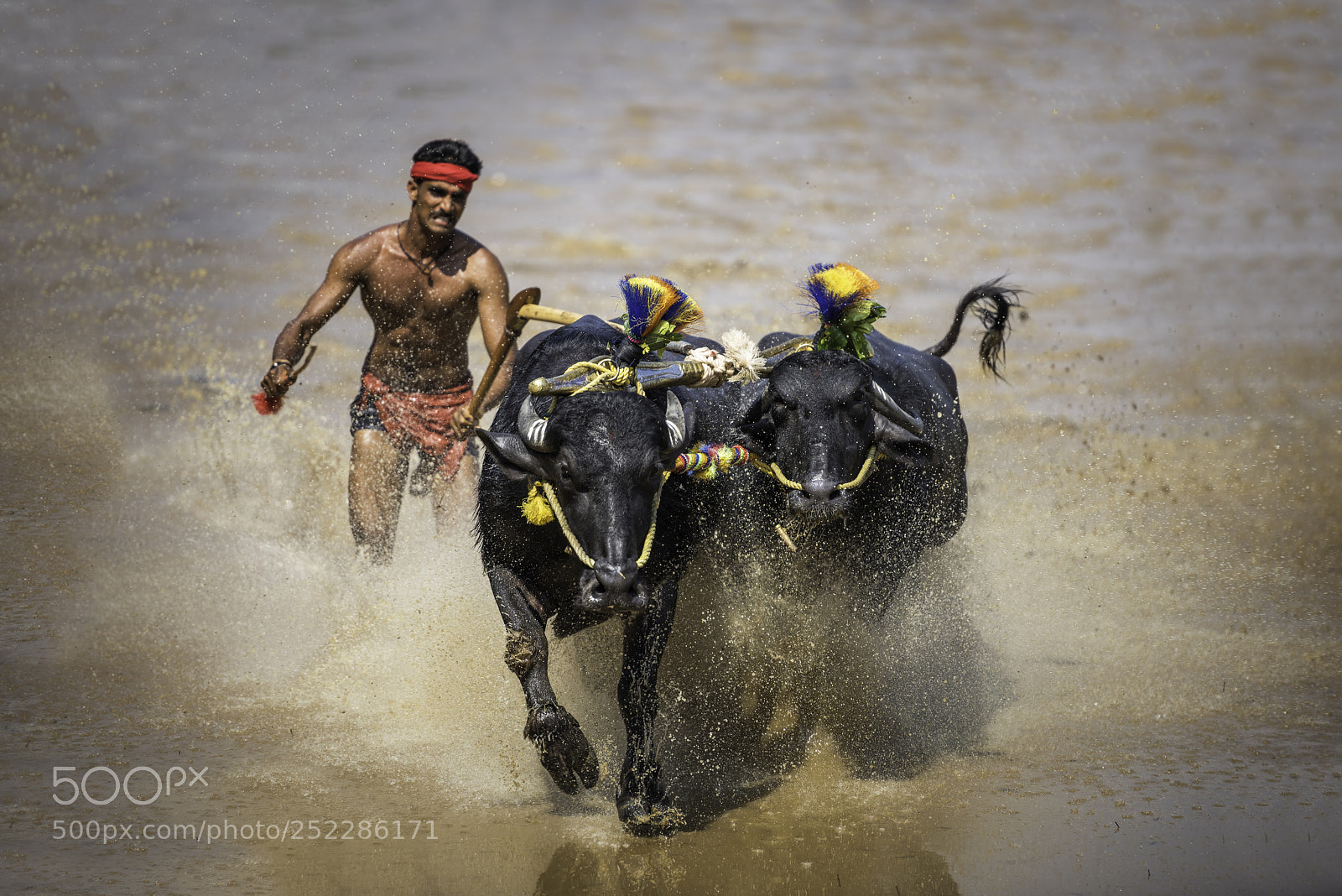 Nikon D810 sample photo. Let's race_dsc5095.jpg photography