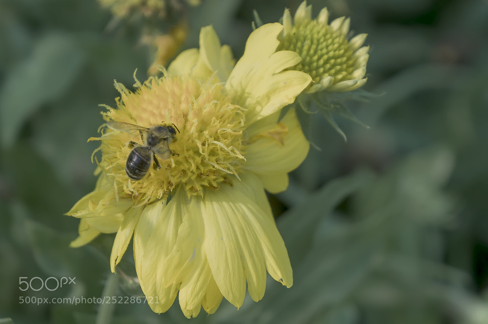 Sony Alpha NEX-5N sample photo. Flowers photography