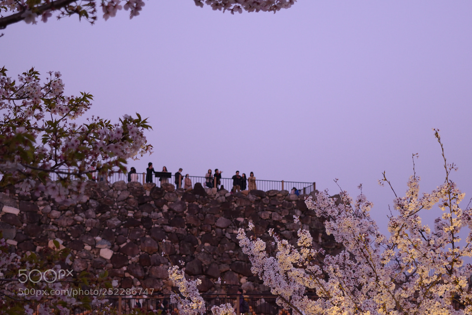 Nikon D5300 sample photo. Springtime photography
