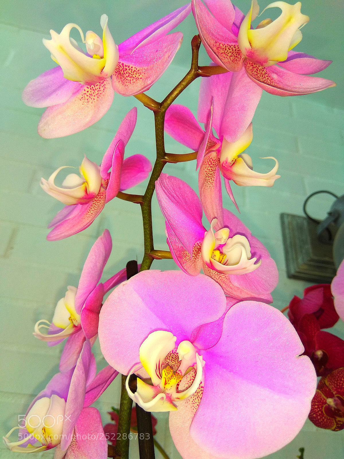 Xiaomi Redmi Note 4 sample photo. Orquídea photography