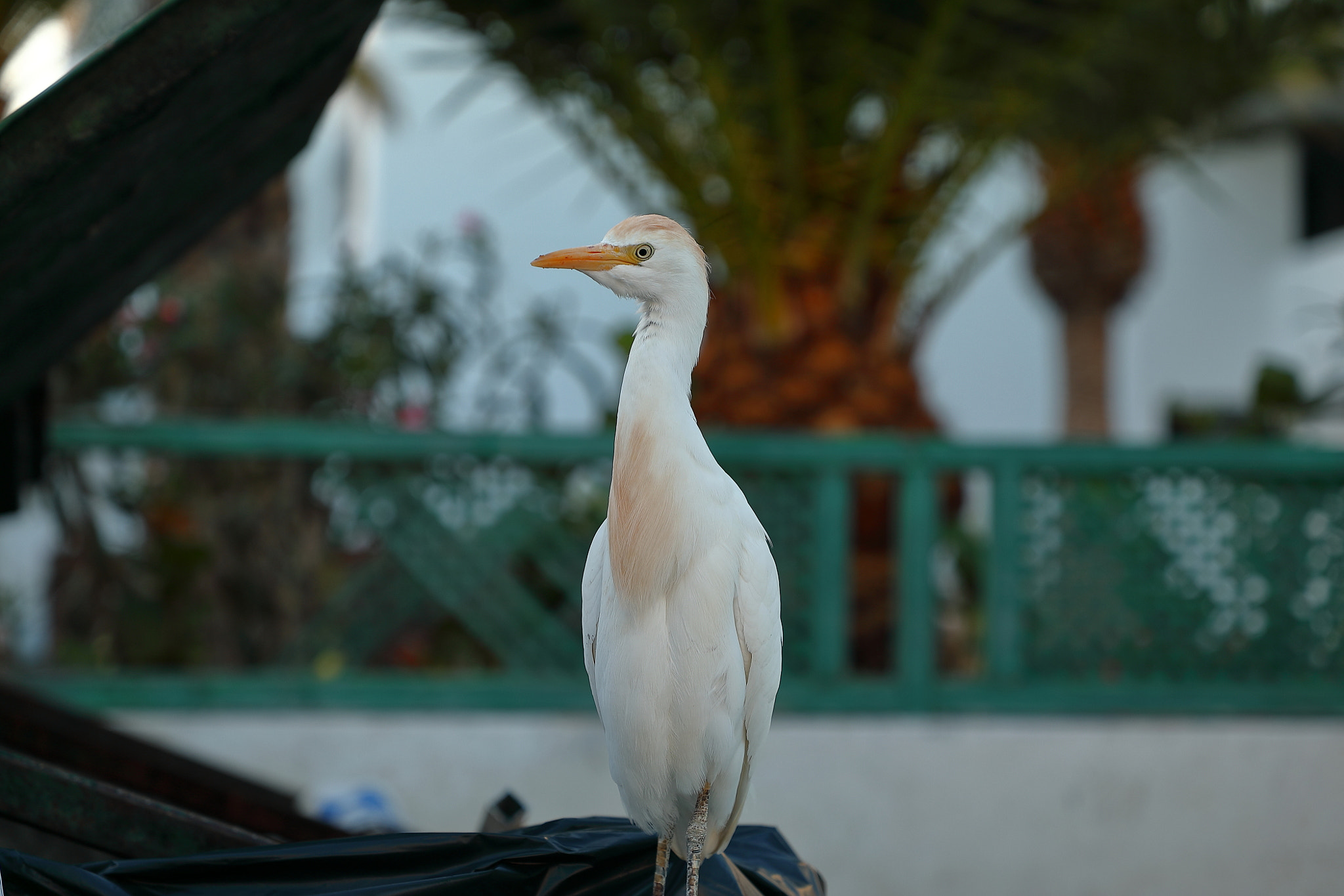 Canon EF 24-105mm F4L IS II USM sample photo. White bird photography