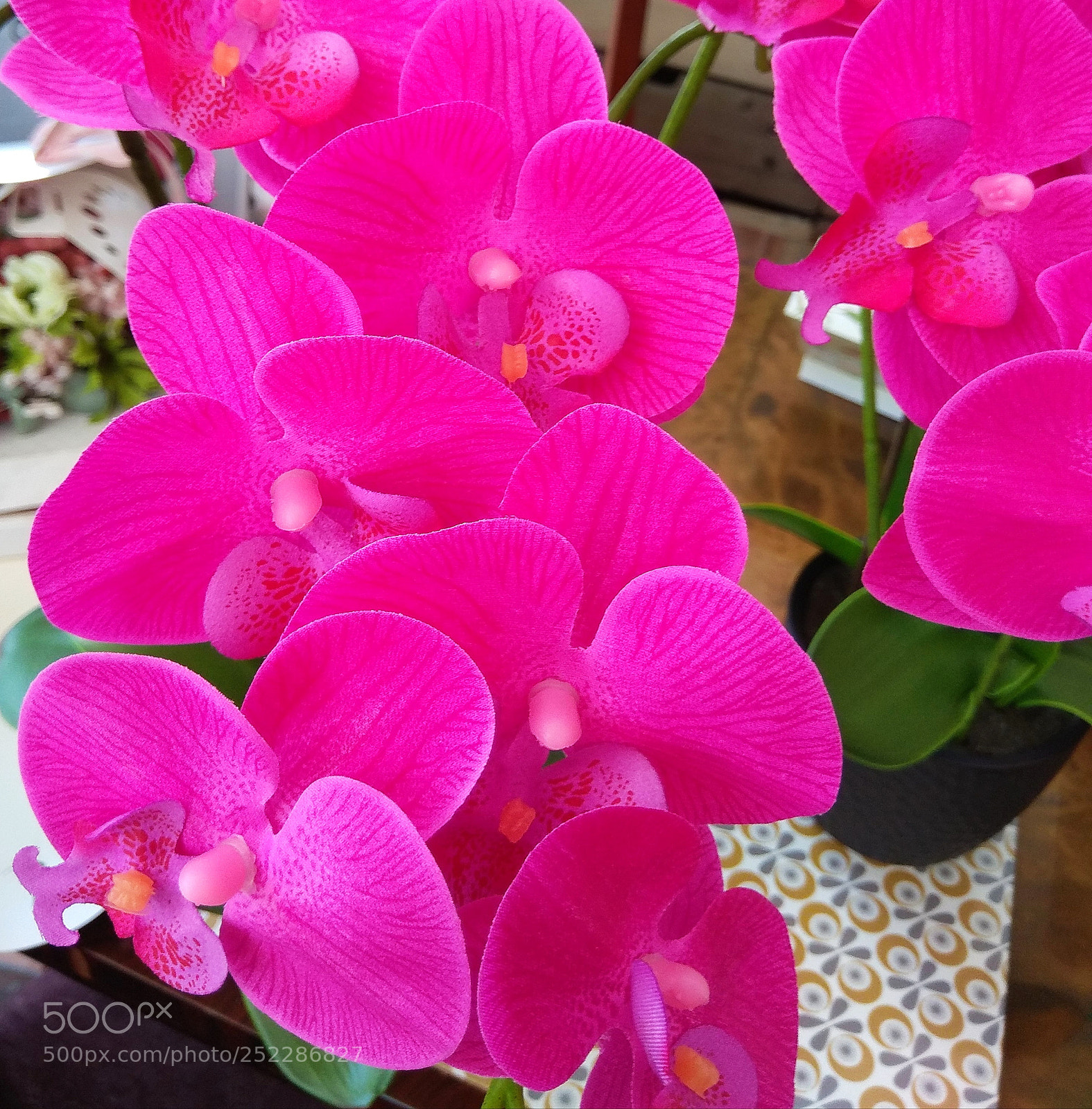 Xiaomi Redmi Note 4 sample photo. Orquídea photography
