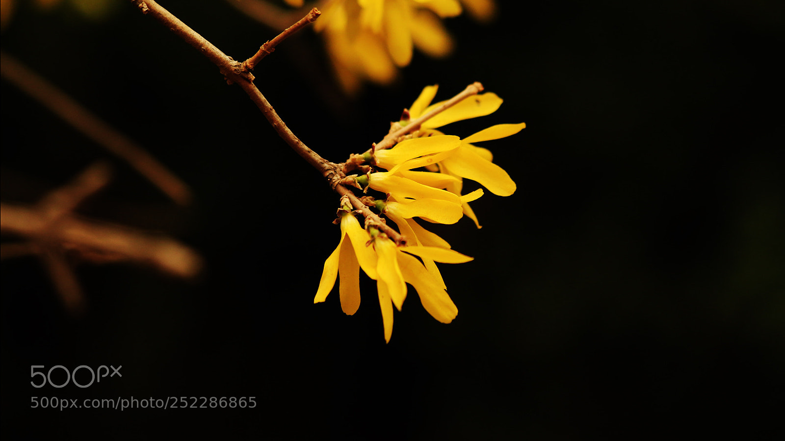 Canon EOS 700D (EOS Rebel T5i / EOS Kiss X7i) sample photo. Untitled photography