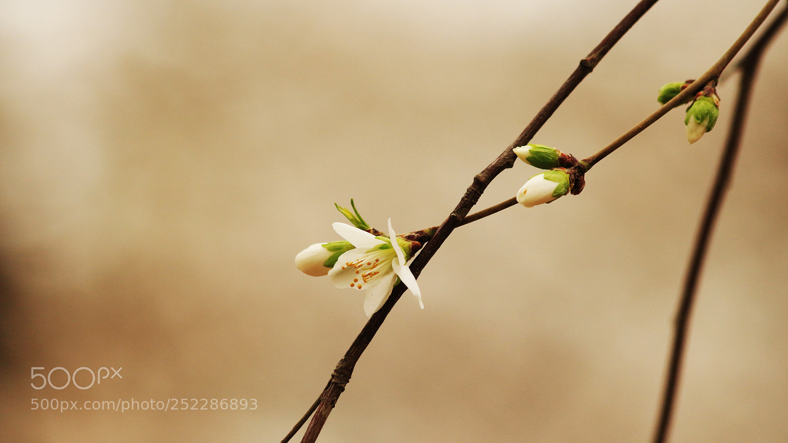 Canon EOS 700D (EOS Rebel T5i / EOS Kiss X7i) sample photo. Untitled photography