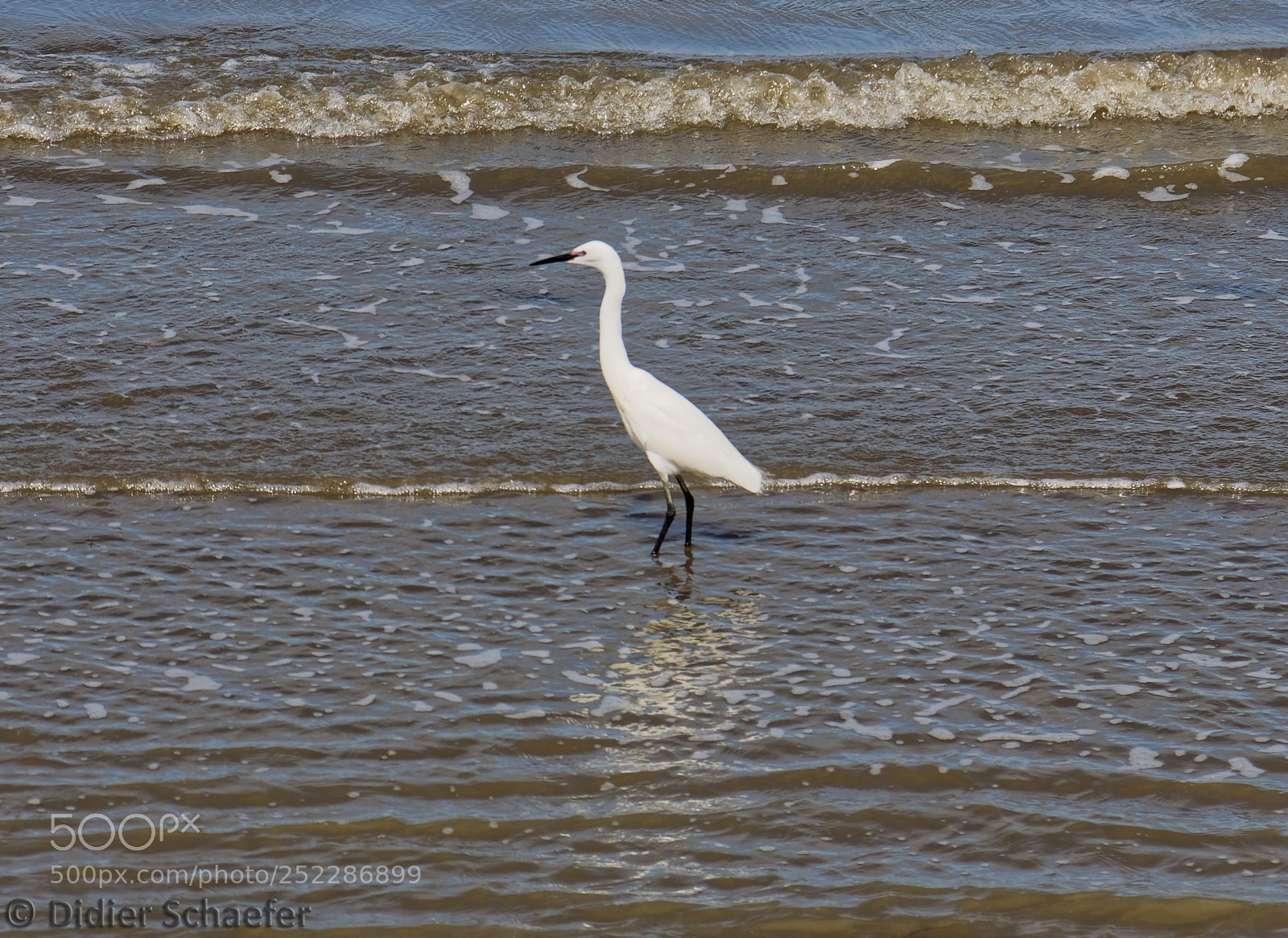 Canon EOS 50D sample photo. Little egret photography