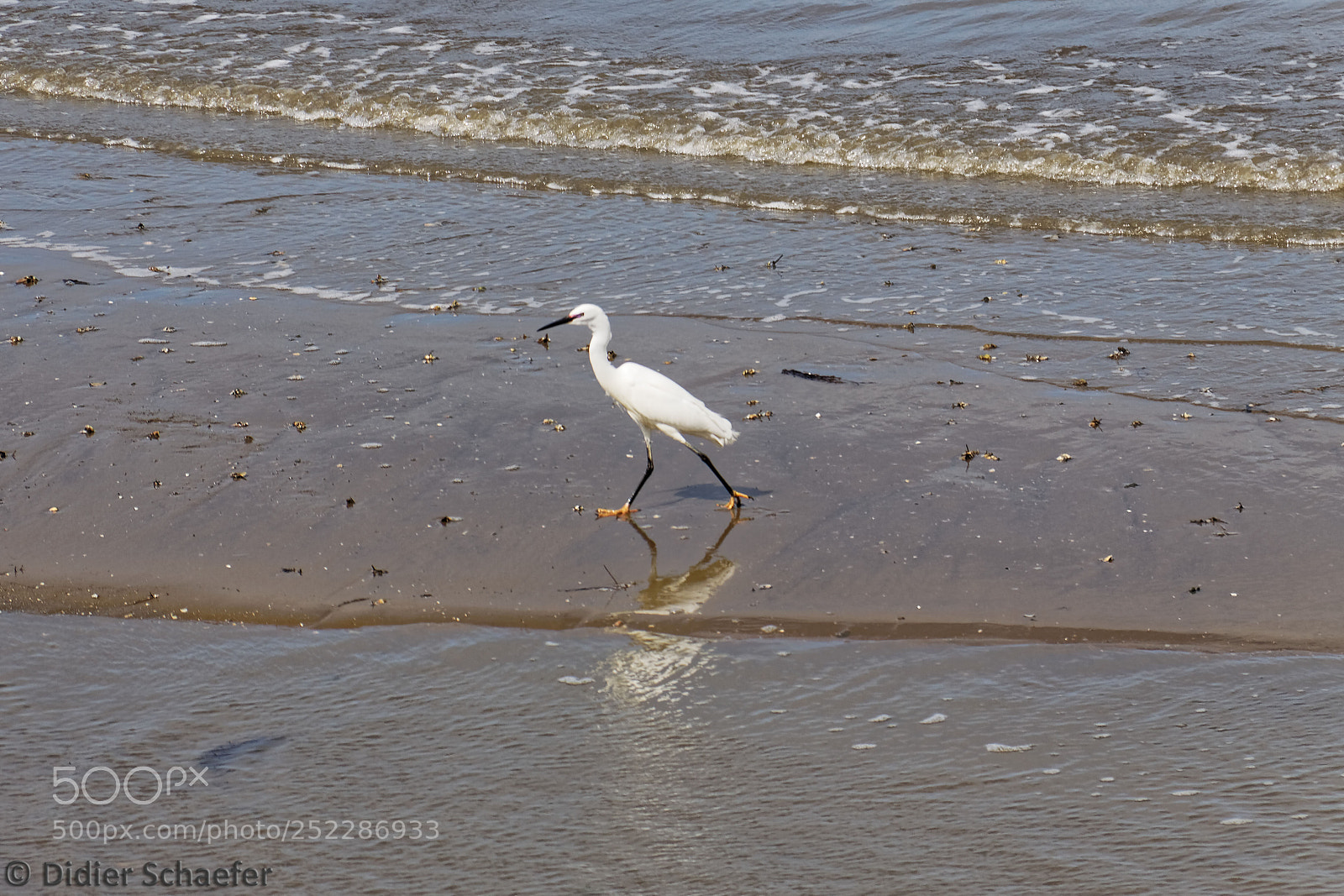 Canon EOS 50D sample photo. Little egret photography