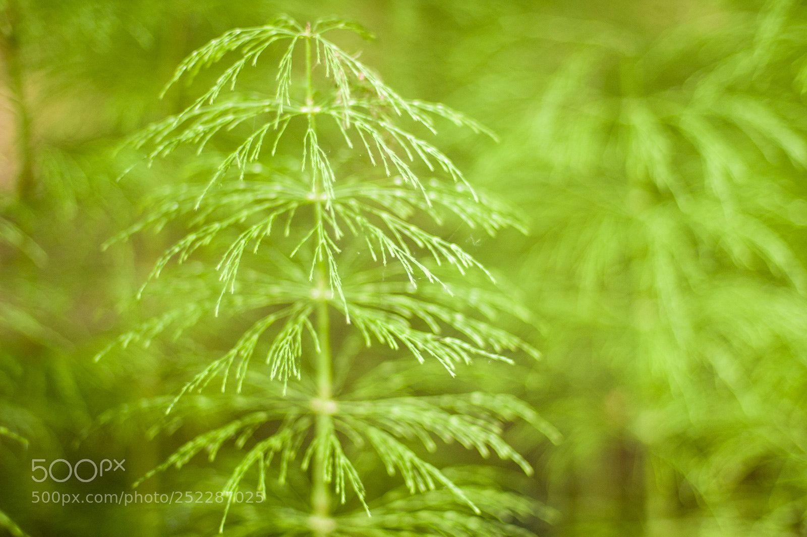 Nikon D70s sample photo. Equisetum photography