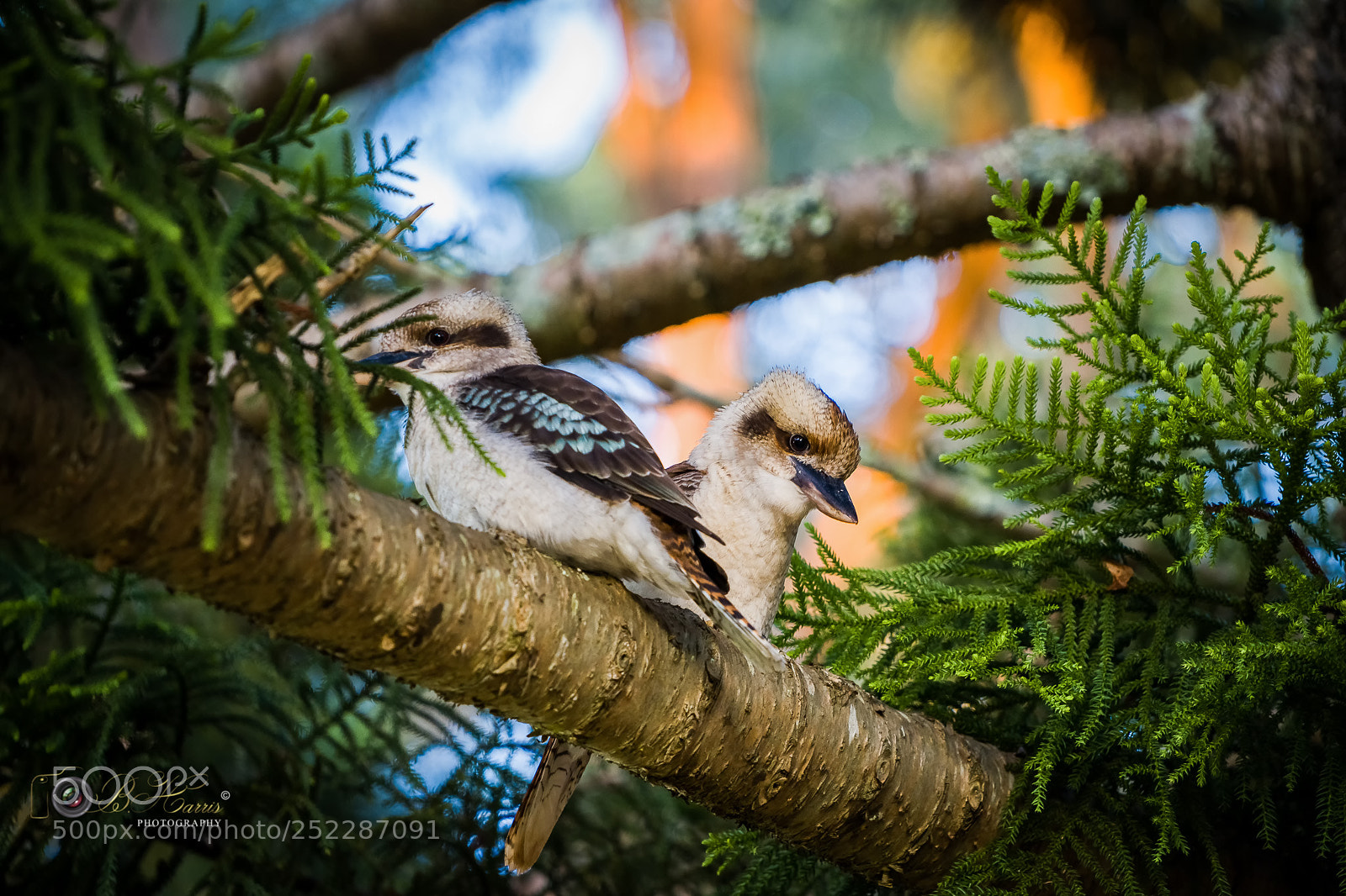 Sony a7 III sample photo. Kookaburras. photography