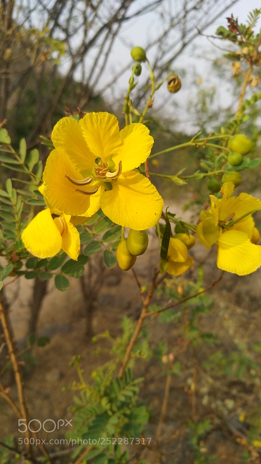 Xiaomi MI MAX 2 sample photo. Yellow flower photography