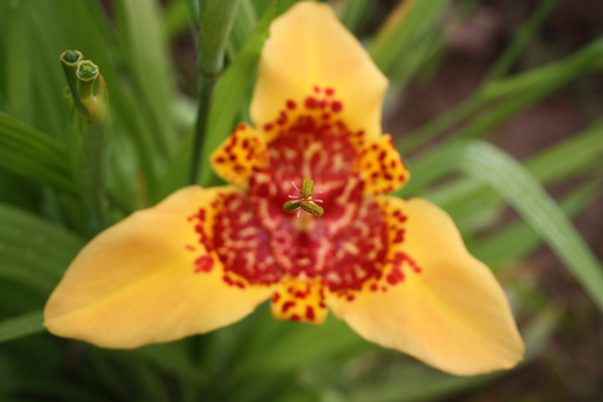 Canon EF-S 18-55mm F3.5-5.6 II sample photo. Tiger lily photography
