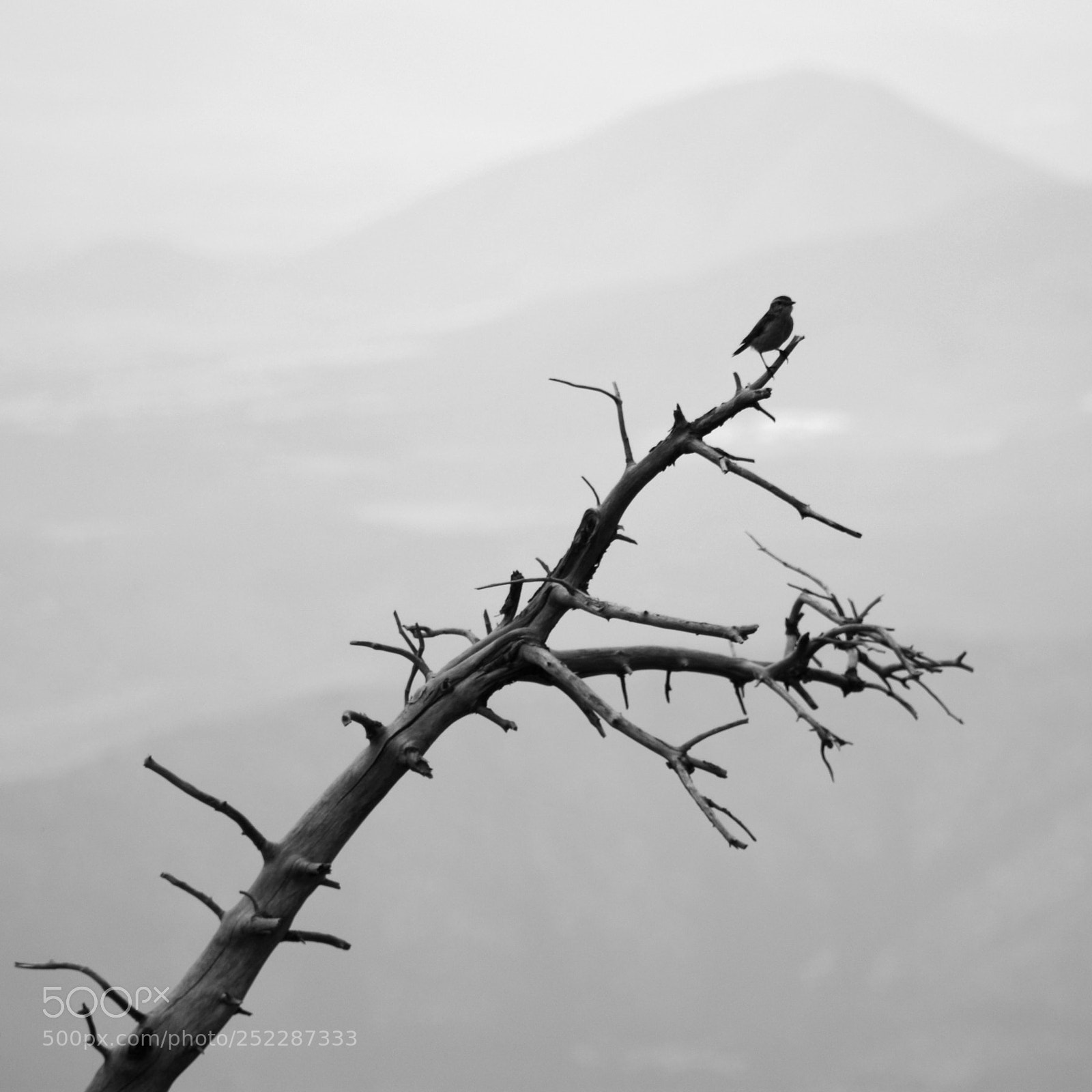 Nikon D7100 sample photo. #130 photography