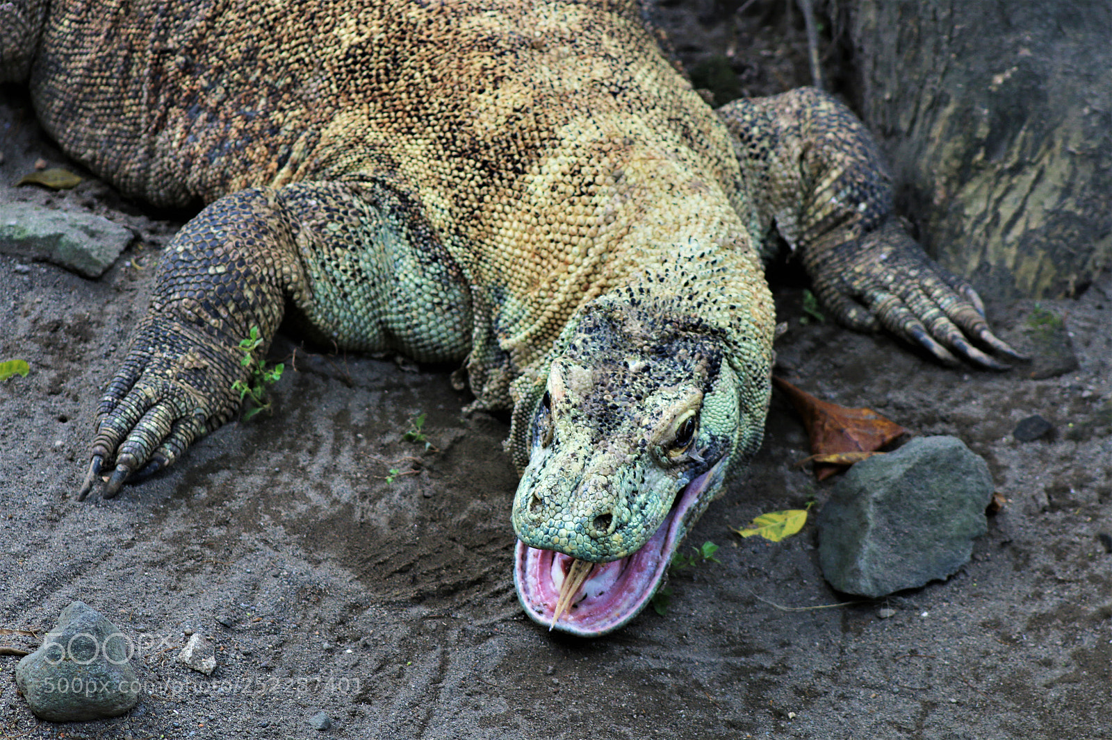 Canon EOS 70D sample photo. Komodo dragon photography