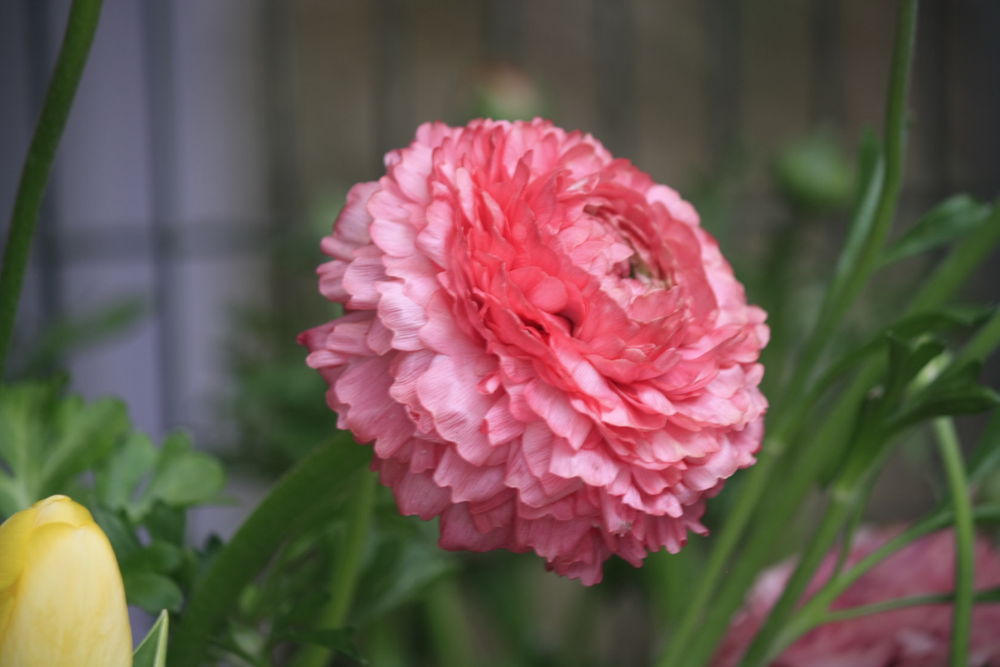 Canon EF-S 55-250mm F4-5.6 IS sample photo. Containment photography