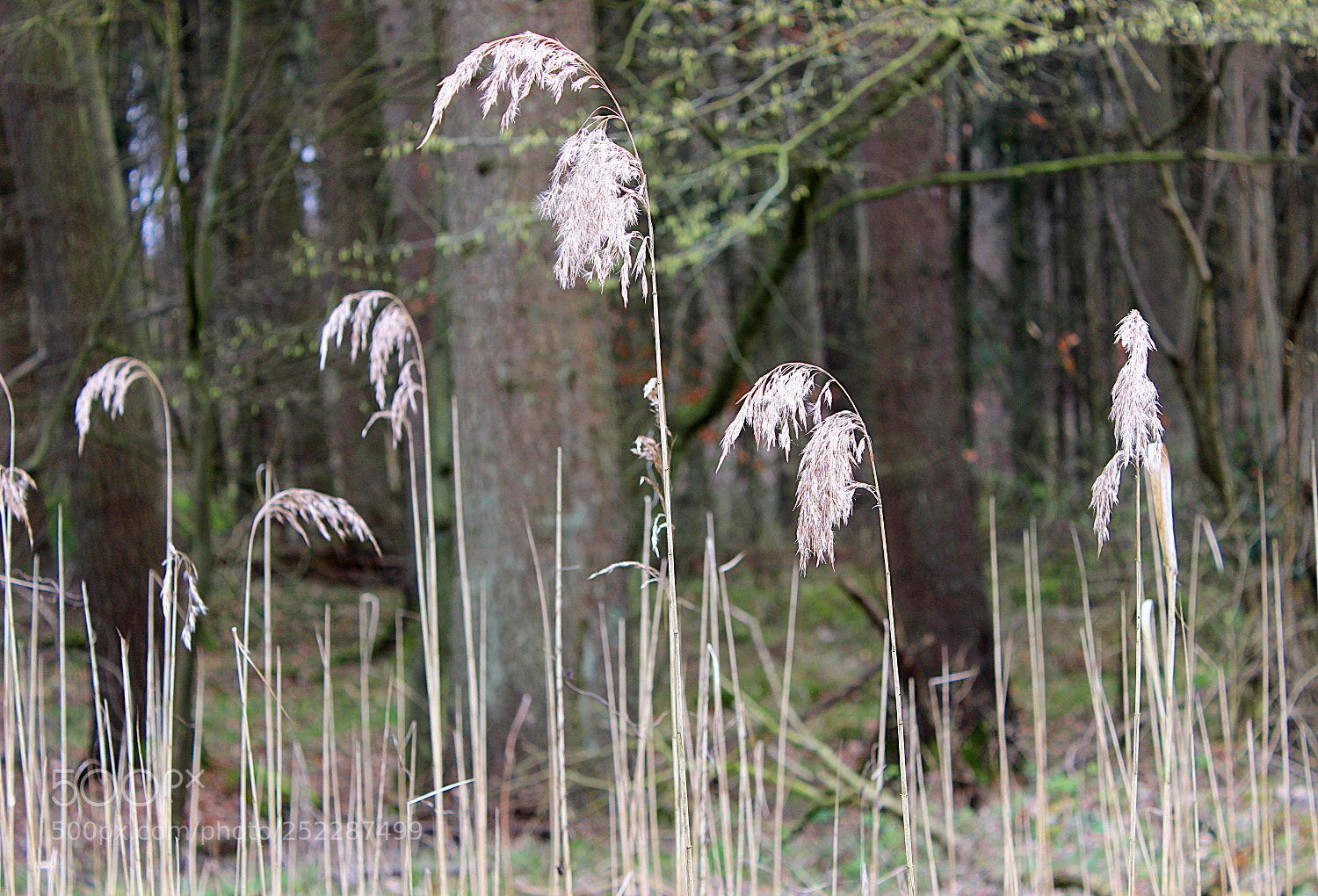 Canon EOS 600D (Rebel EOS T3i / EOS Kiss X5) sample photo. Ruhe photography