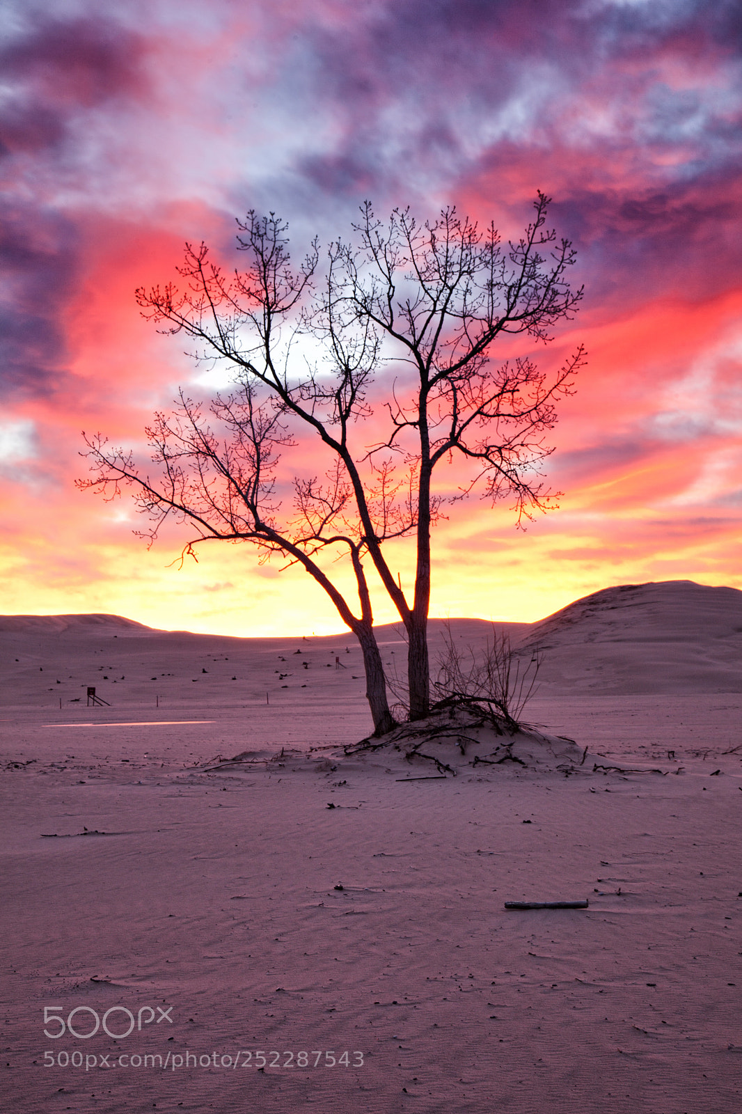 Canon EOS 5D Mark II sample photo. Lone tree against a photography