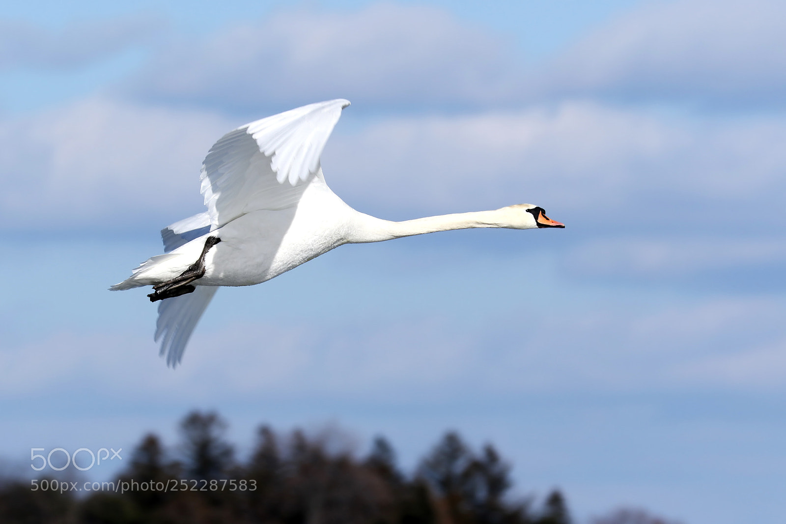Canon EOS 7D Mark II sample photo. Mute swan photography