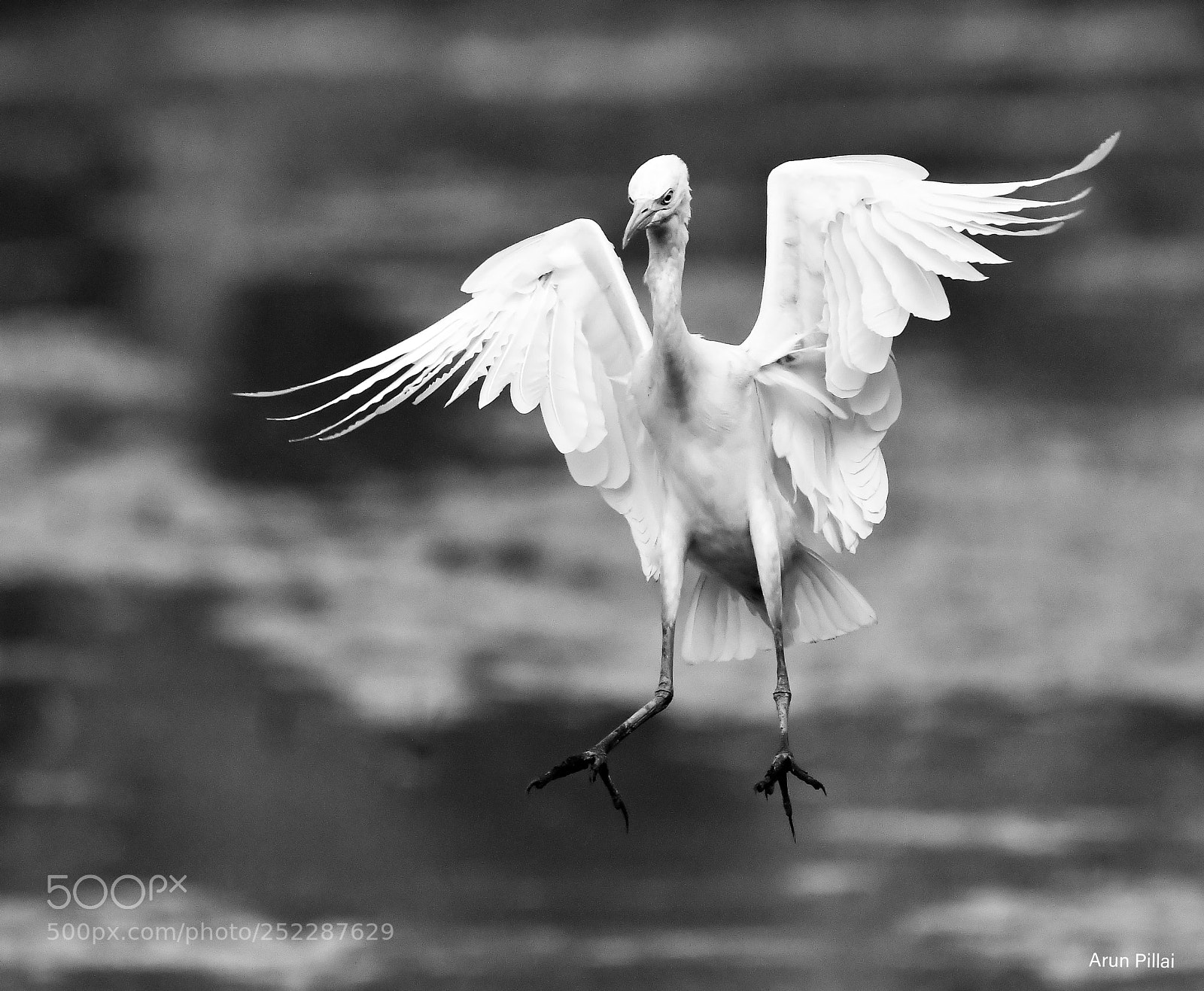 Nikon D500 sample photo. Cattle egret photography