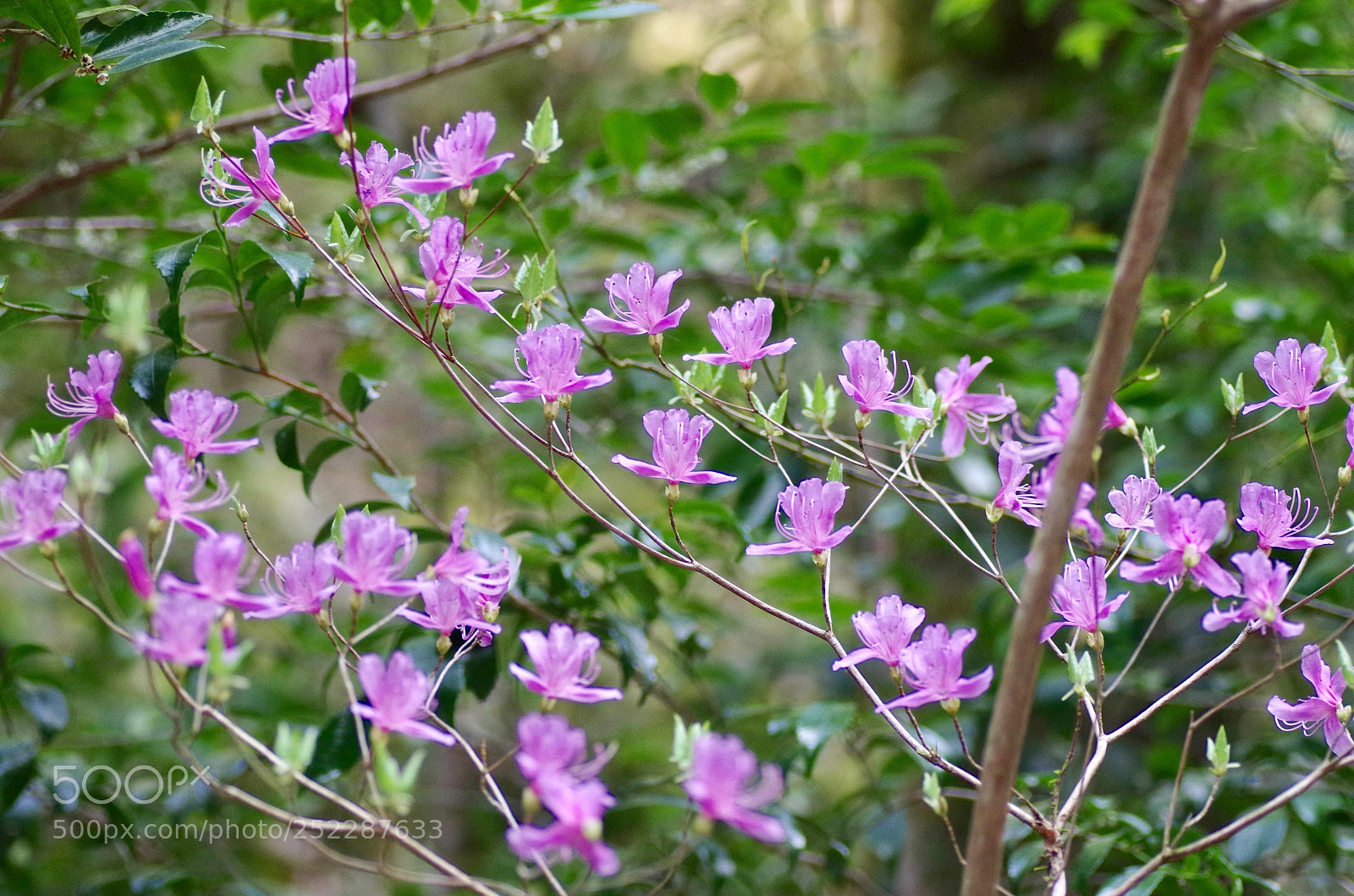 Pentax K-30 sample photo. The pink of spring photography