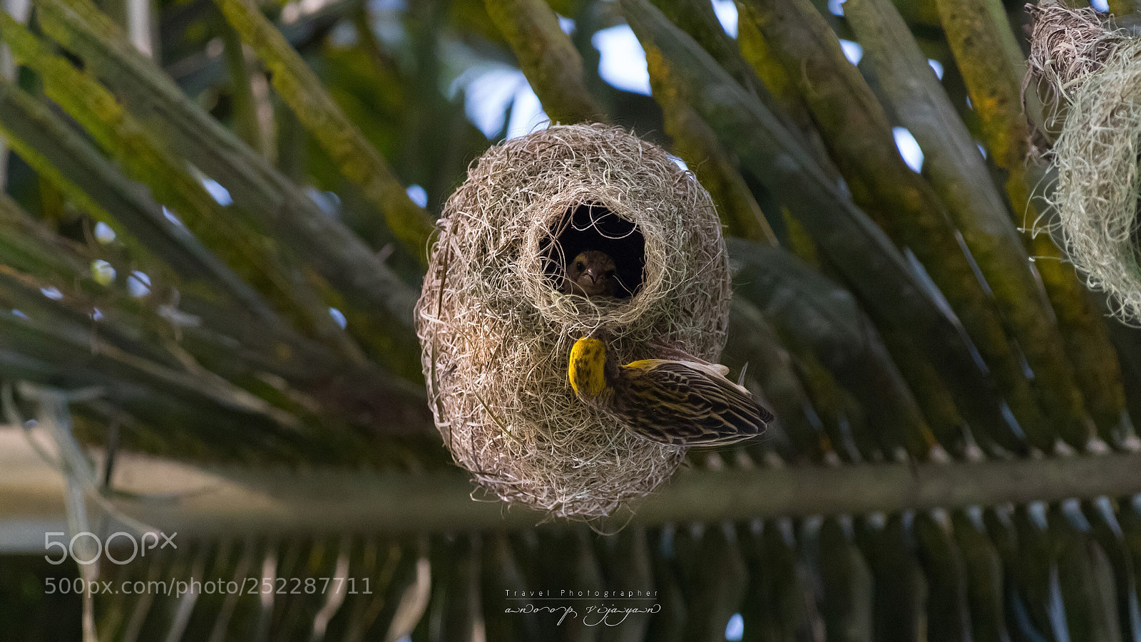 Canon EOS 80D sample photo. Baya weaver photography