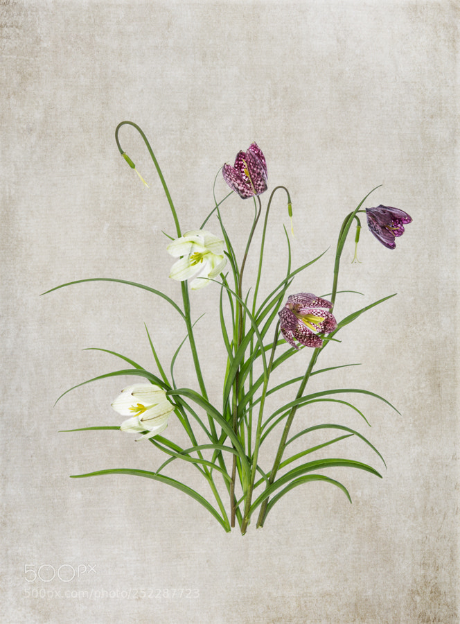 Canon EOS 7D sample photo. Fritillaria photography