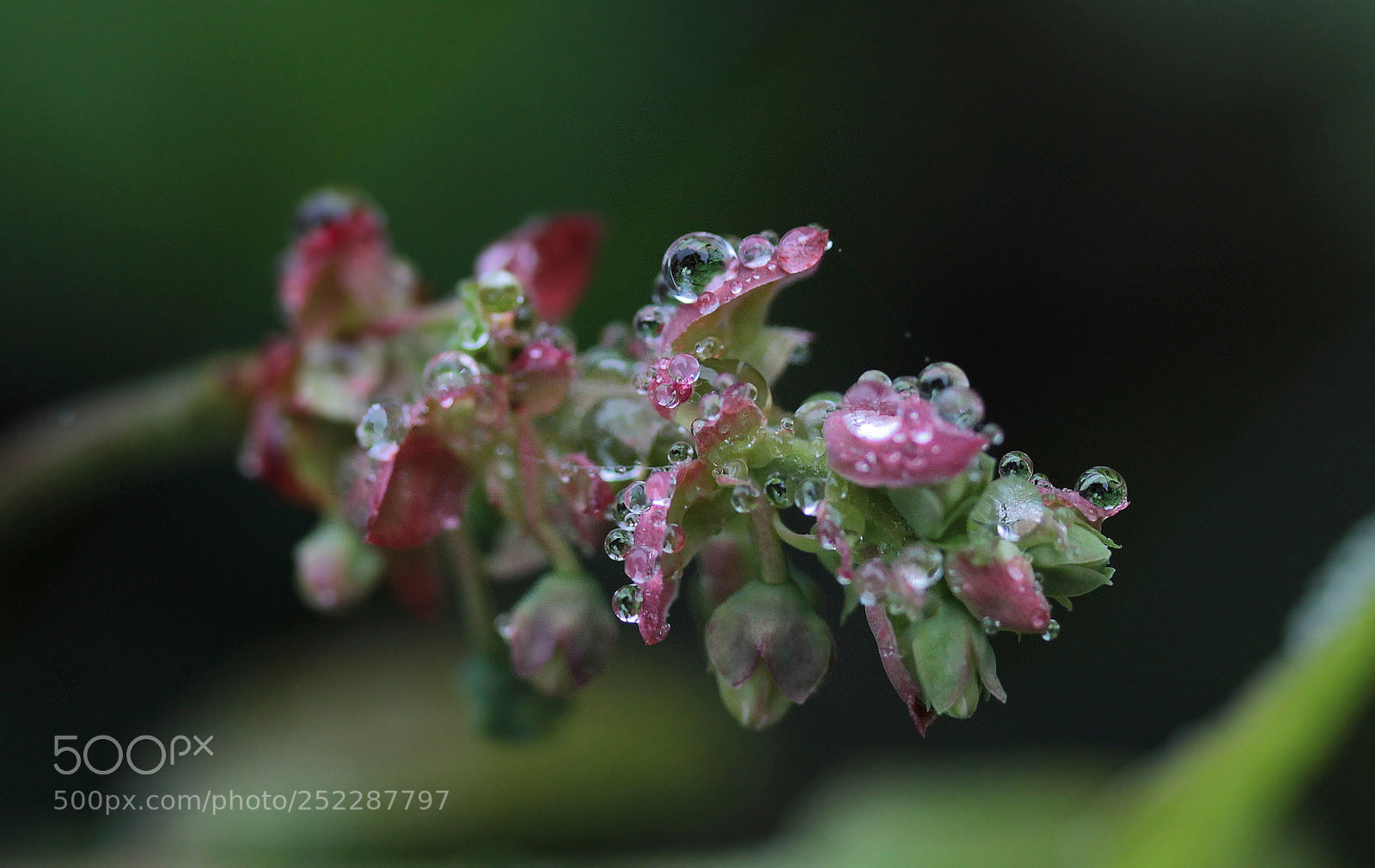 Canon EOS 600D (Rebel EOS T3i / EOS Kiss X5) sample photo. The day the rain photography