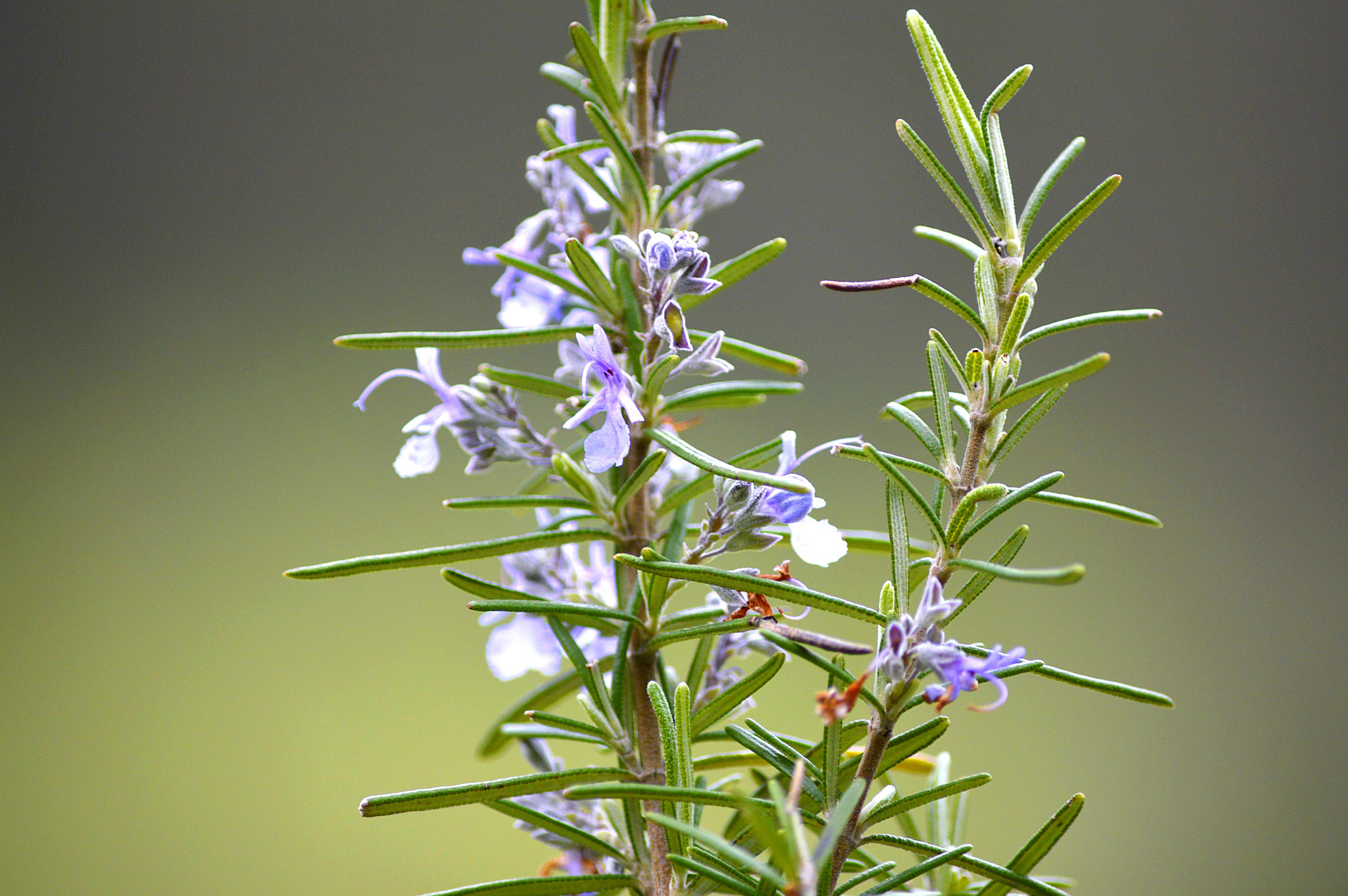 Nikon D3200 sample photo. Rosemary photography