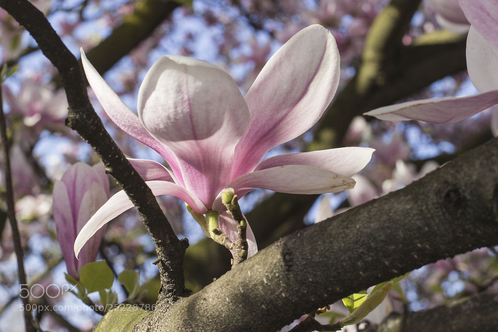 Canon EOS 600D (Rebel EOS T3i / EOS Kiss X5) sample photo. Magnolia photography