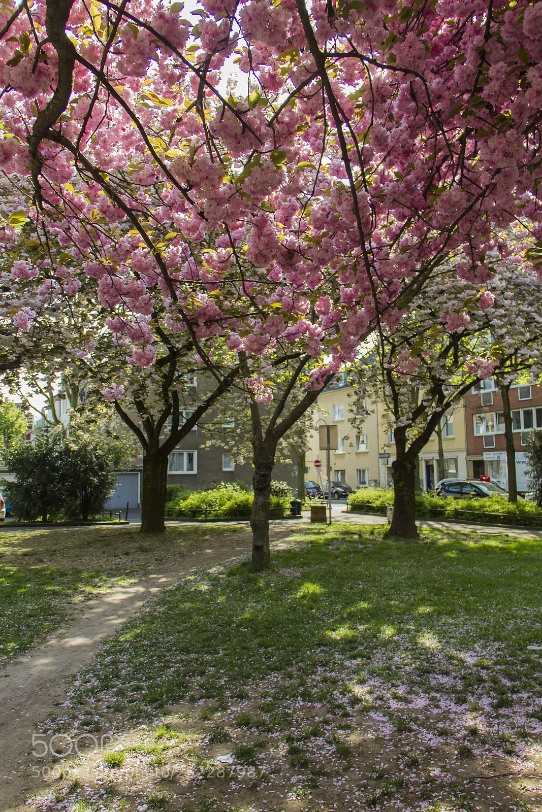 Canon EOS 600D (Rebel EOS T3i / EOS Kiss X5) sample photo. Spring in cologne photography