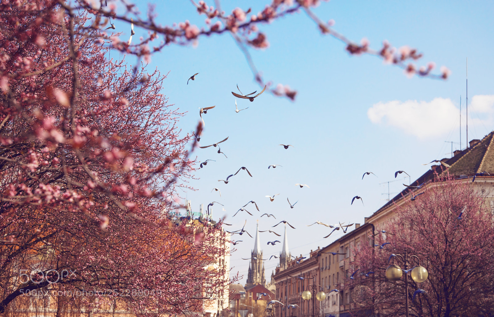 Canon EOS 5D Mark IV sample photo. Spring in serbia photography