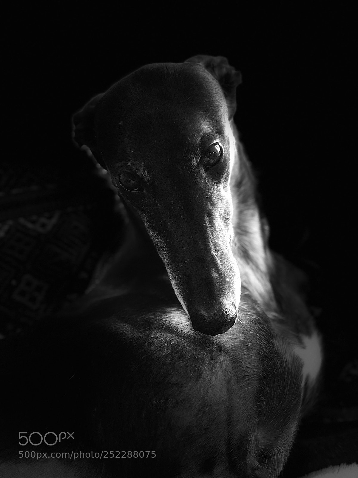 Apple iPhone X sample photo. Noble greyhound photography