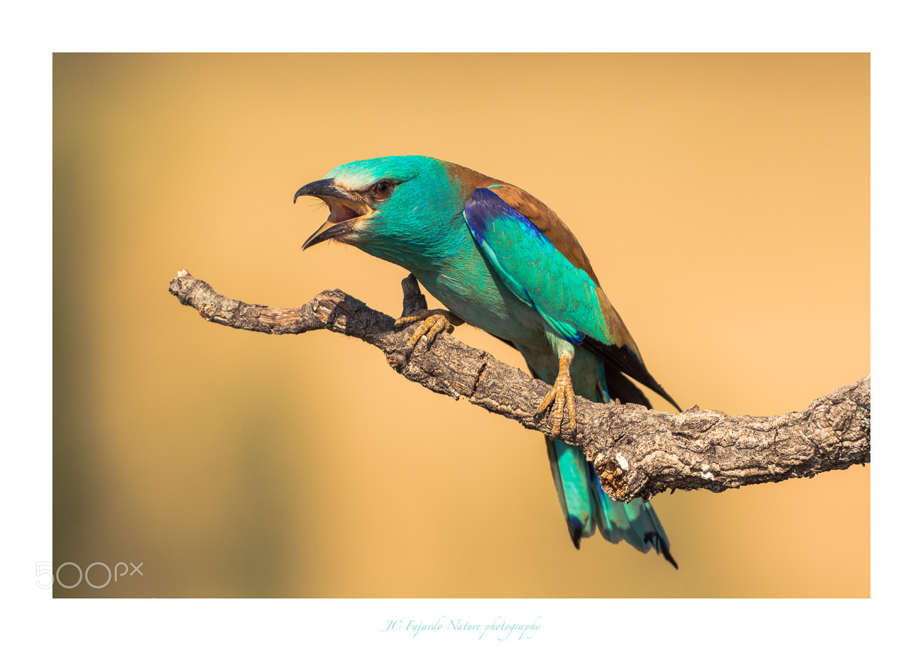 Nikon D800 sample photo. Song of the colors photography