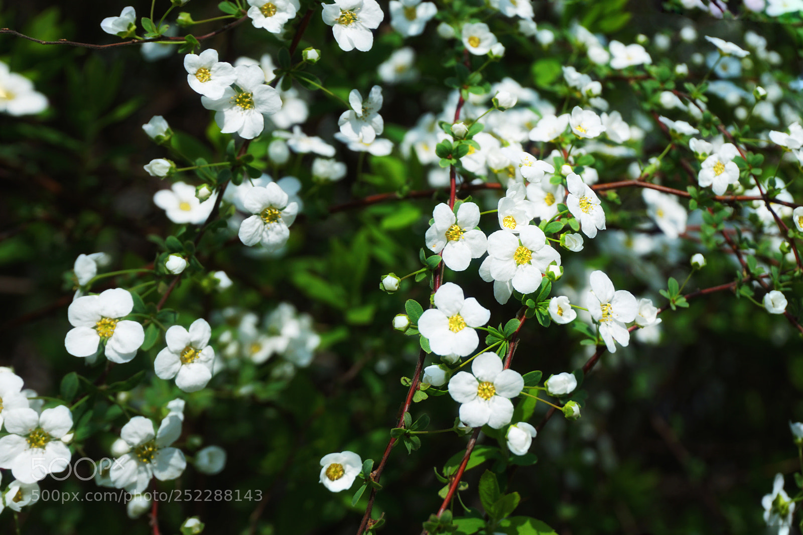 Sony a6000 sample photo. Spring photography