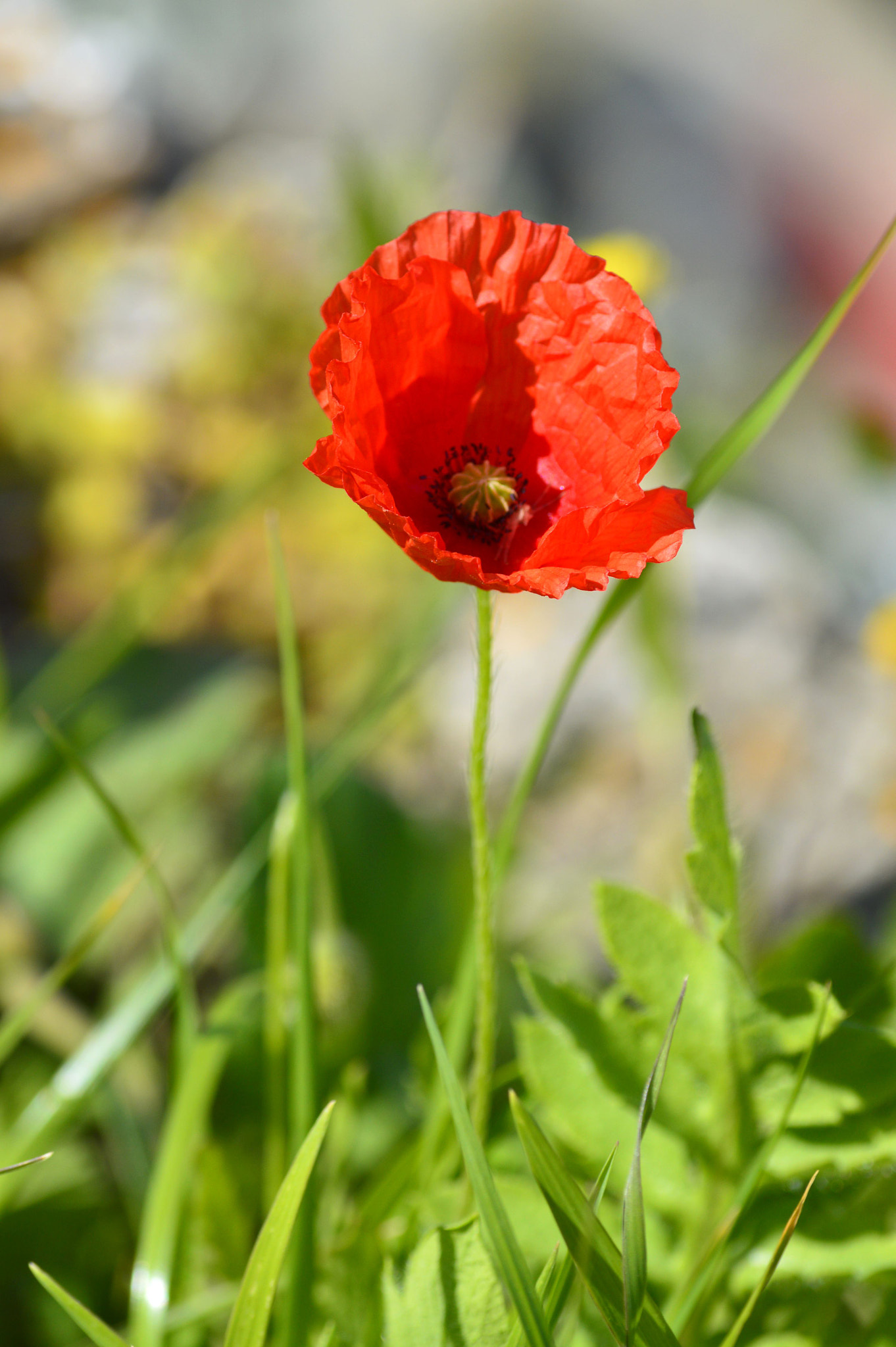 Nikon D3200 sample photo. Mak photography