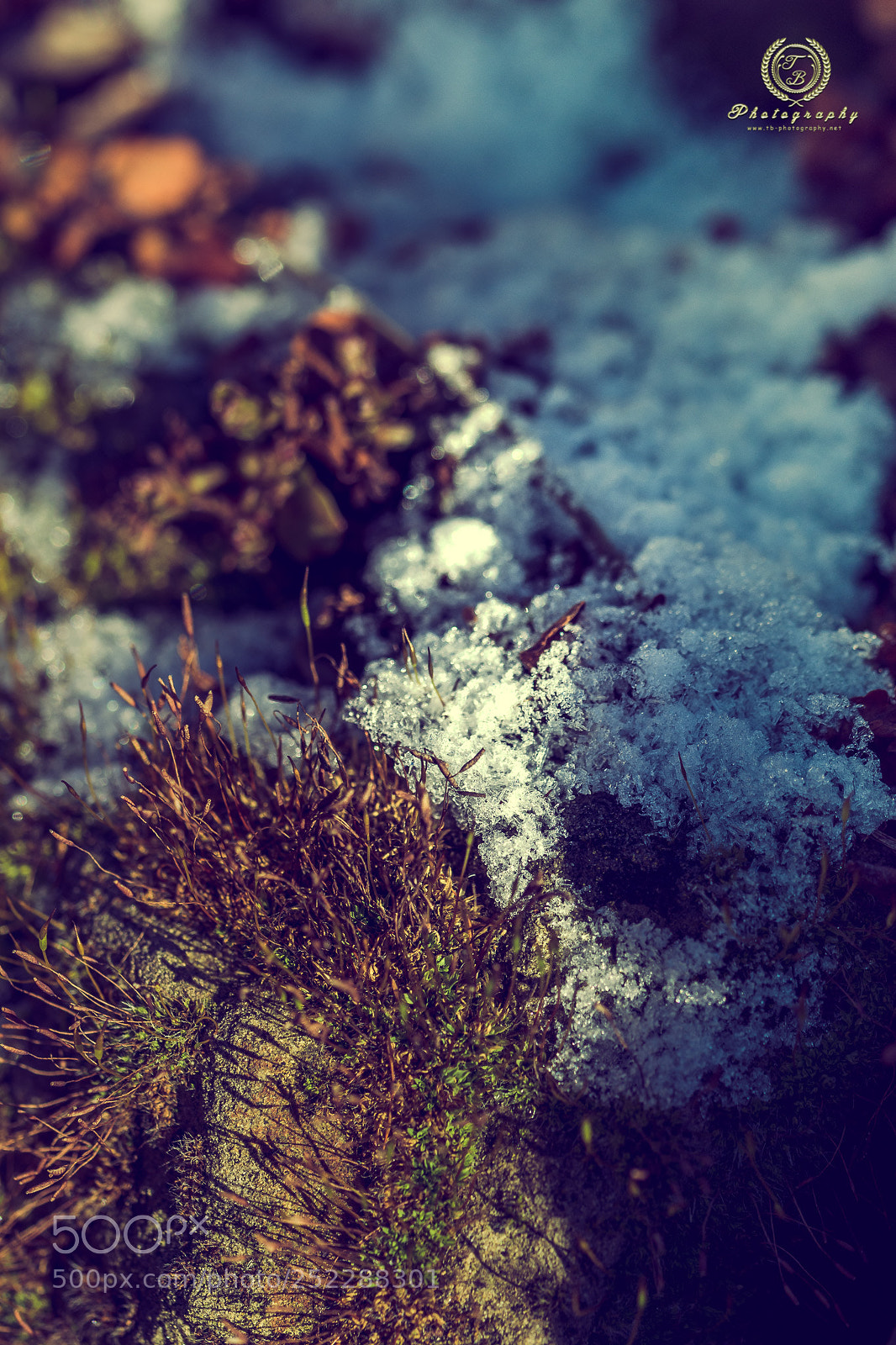 Nikon D7200 sample photo. Frühling photography
