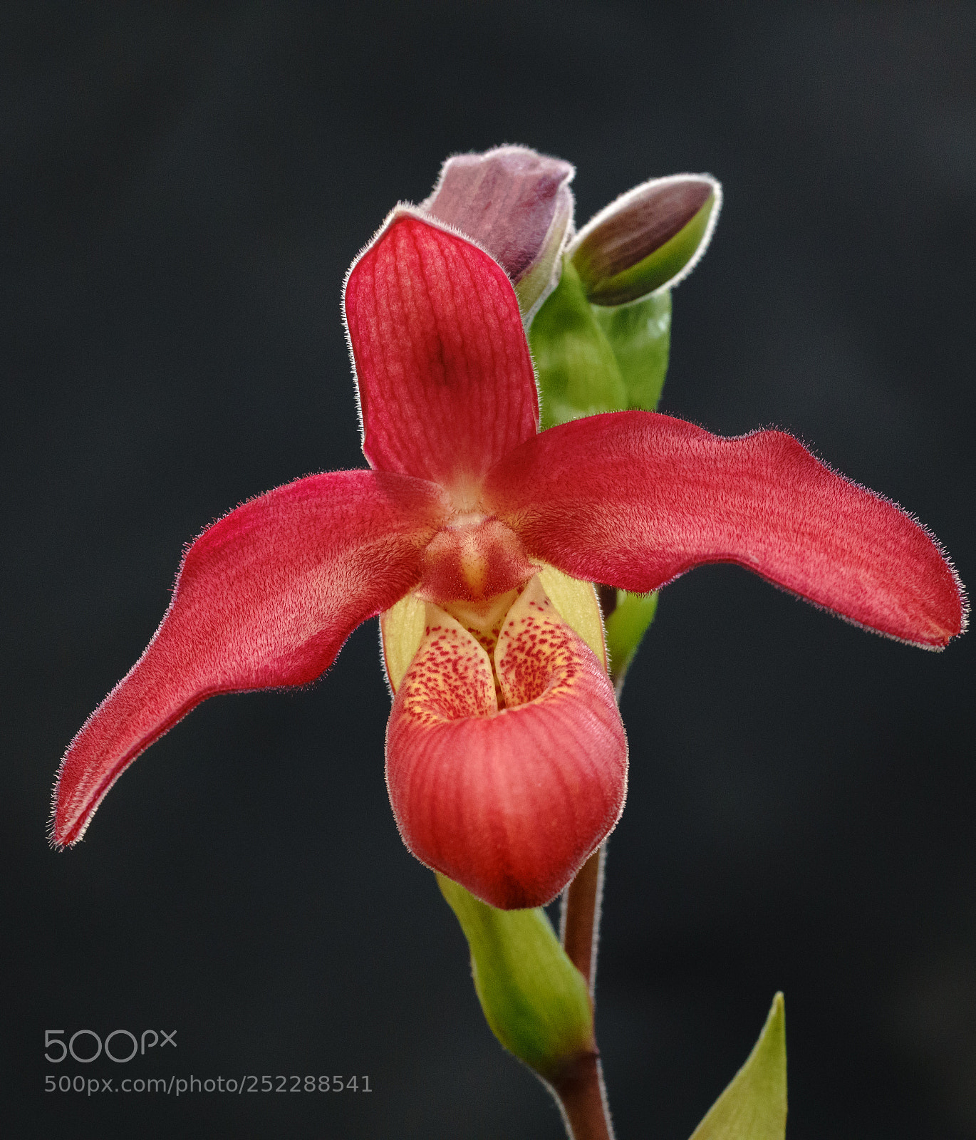 Sony a7R III sample photo. Cymbidium red photography