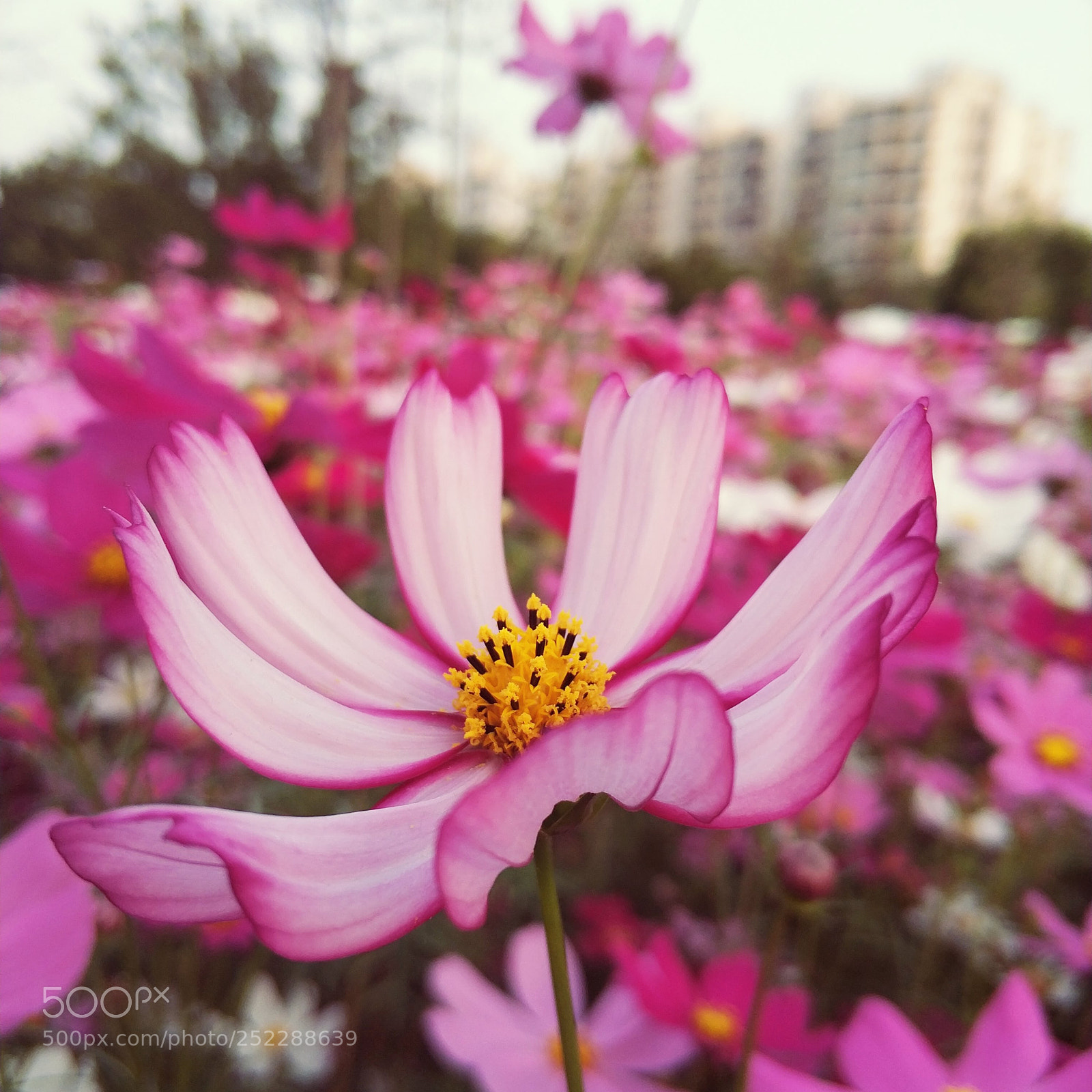 Xiaomi MI6 sample photo. Untitled photography