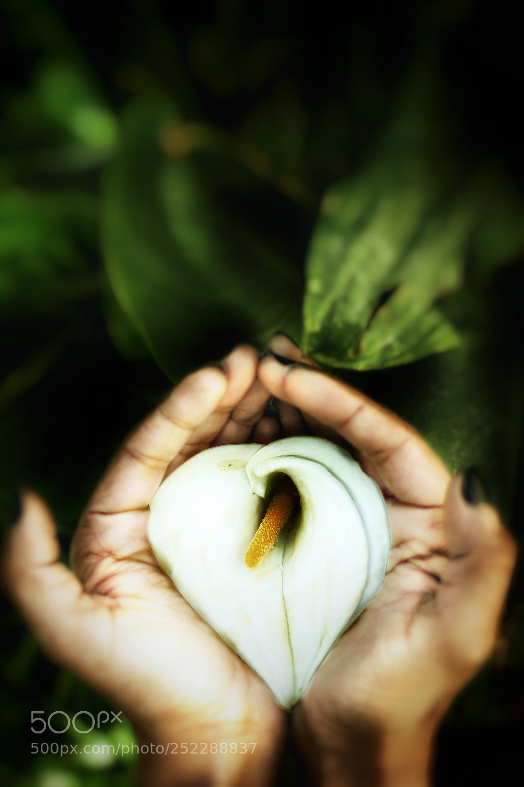 Canon EOS 1300D (EOS Rebel T6 / EOS Kiss X80) sample photo. Heart on palm photography