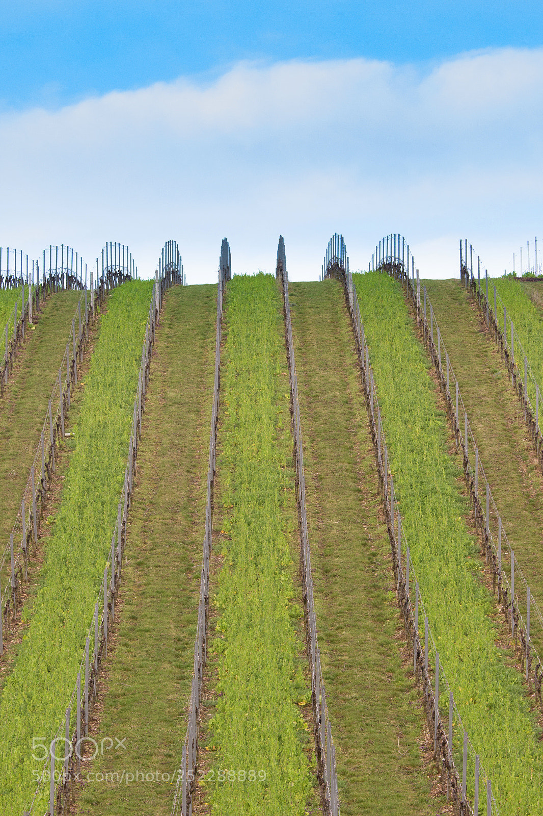 Canon EOS 600D (Rebel EOS T3i / EOS Kiss X5) sample photo. Vineyards winzenheim photography