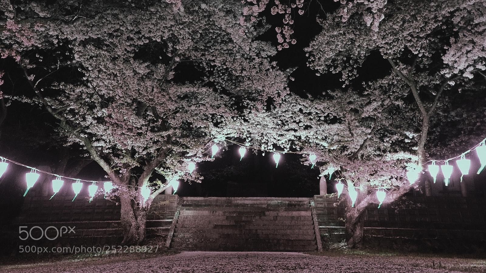 Olympus OM-D E-M5 II sample photo. Sakura courtyard photography