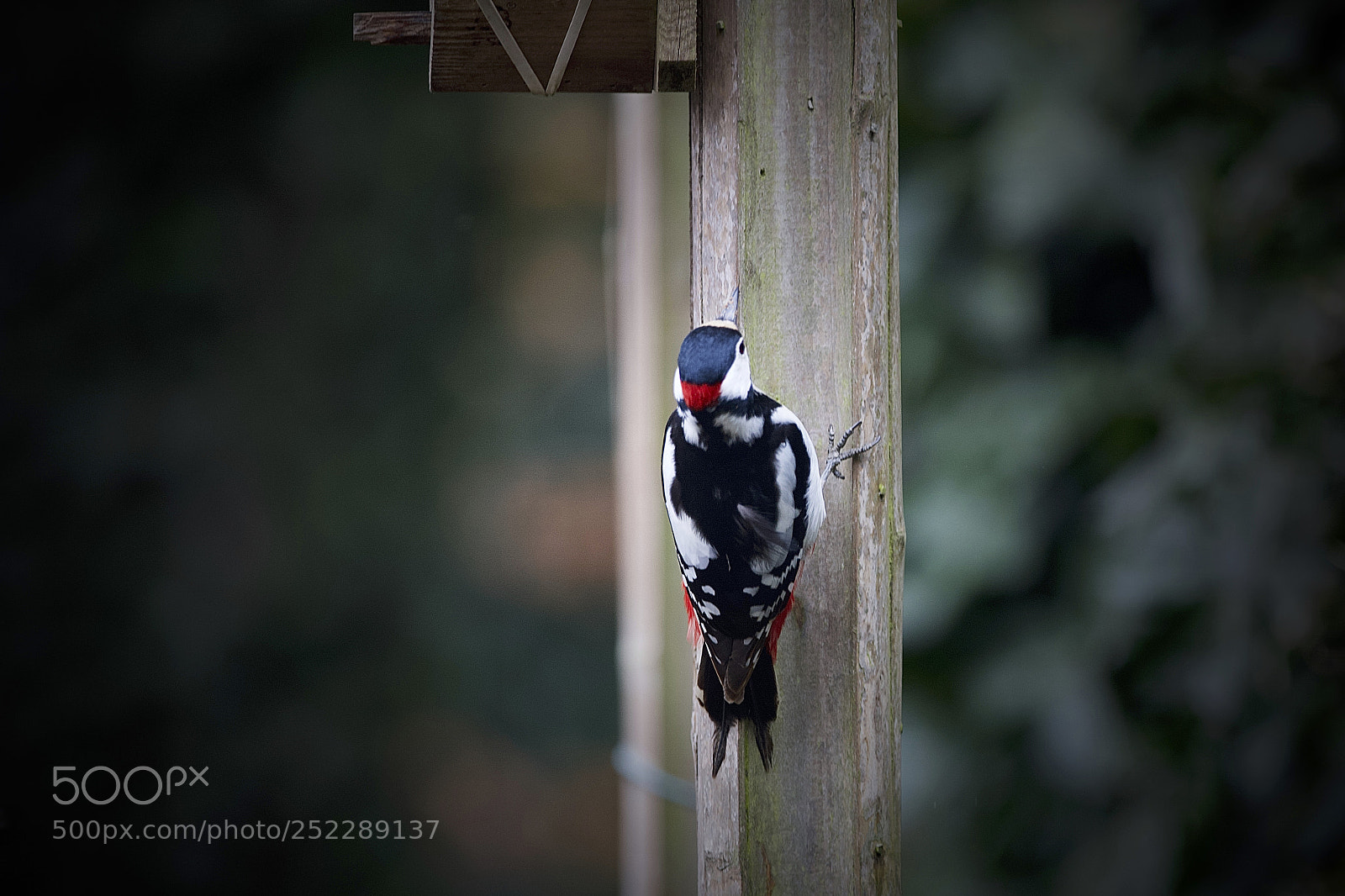 Canon EOS-1Ds Mark III sample photo. Woodpecker photography