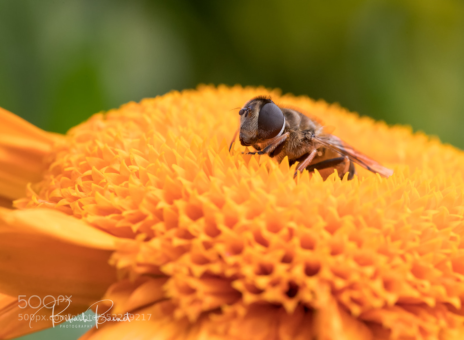 Canon EOS-1D X Mark II sample photo. Nectar syrup photography