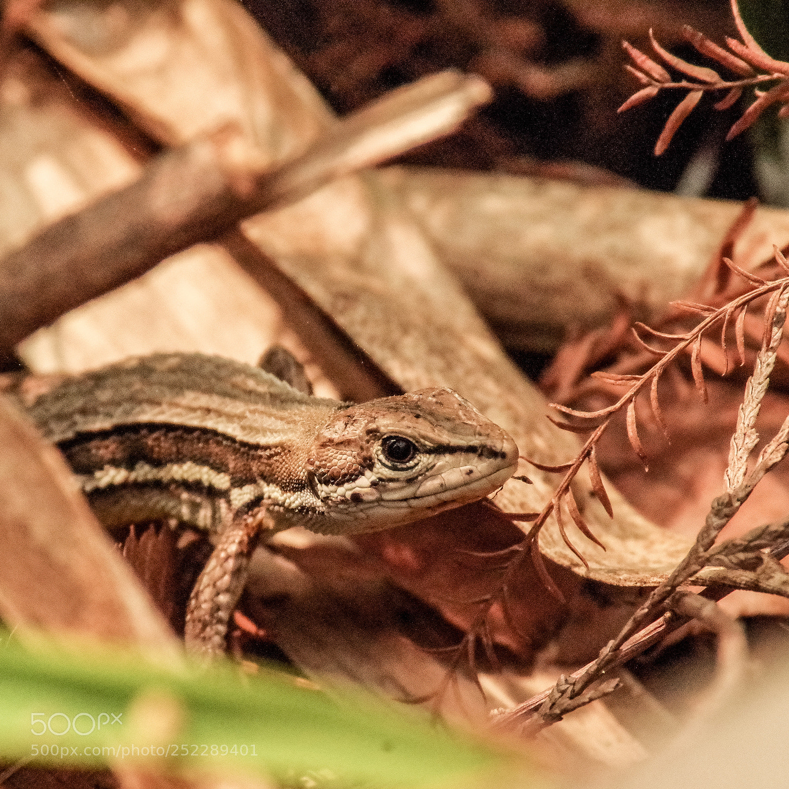 Pentax K-S2 sample photo. Lacertid photography