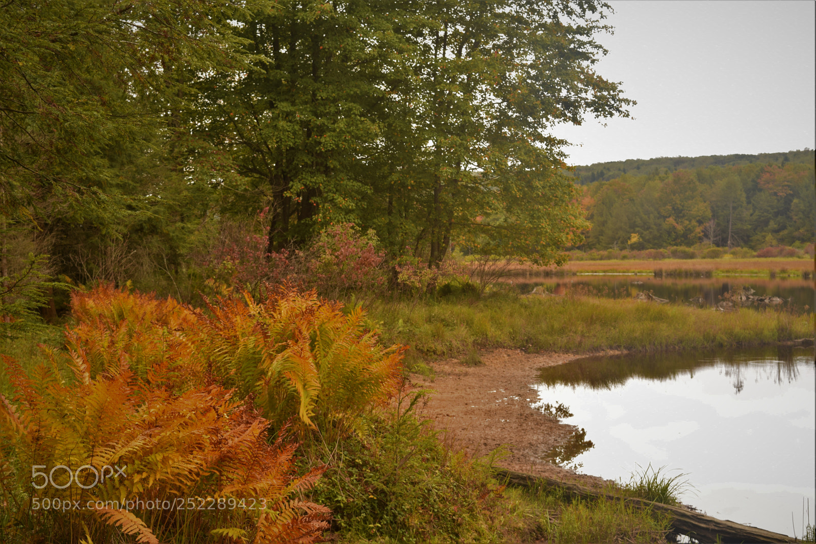 Nikon D3300 sample photo. Fall at wolf swamp photography