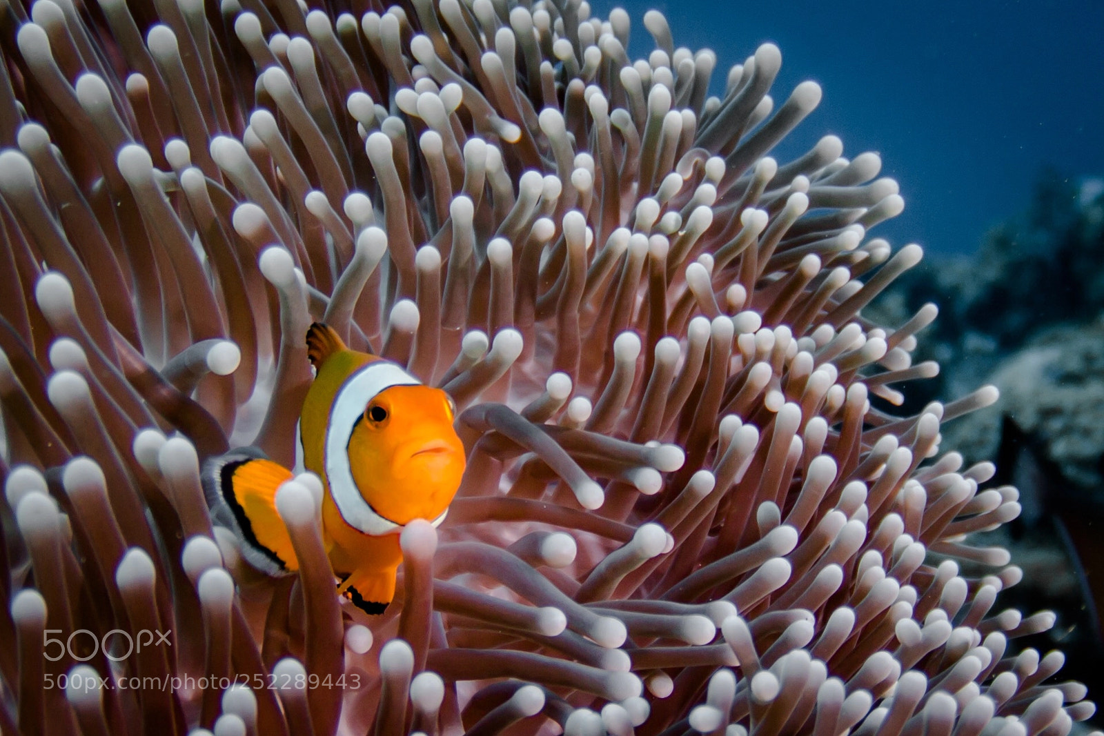 Canon EOS 70D sample photo. Found nemo photography