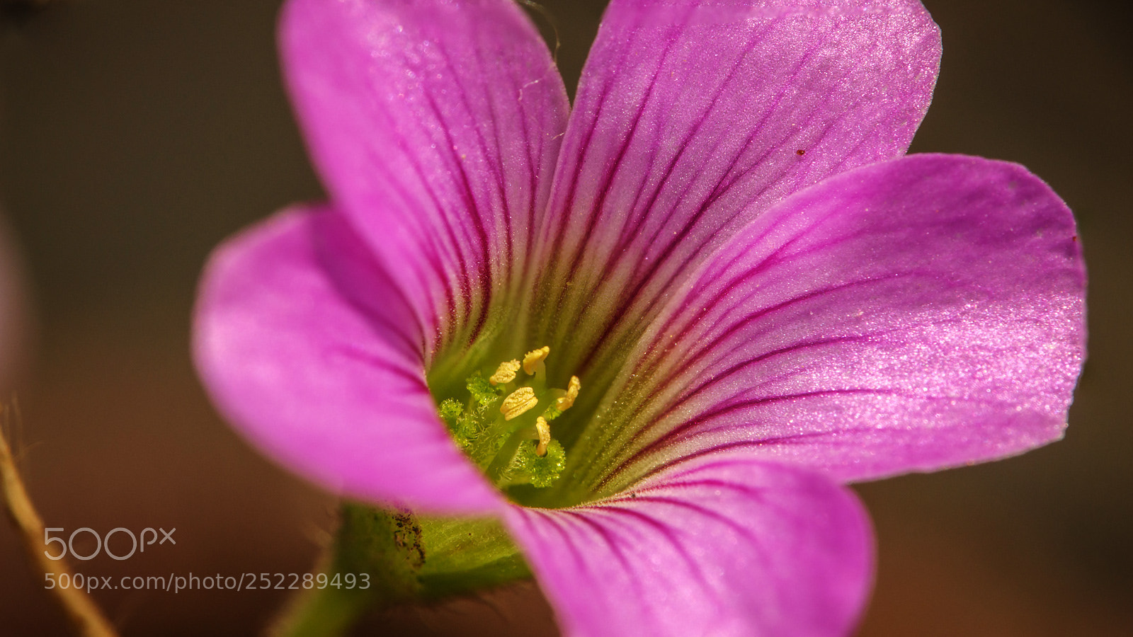 Sony Cyber-shot DSC-RX10 III sample photo. Flower photography